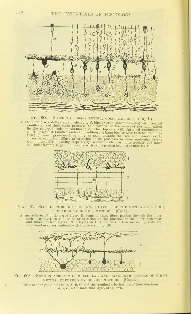 Fig. 606.—Skction of dog's eetina, goi.gi method. (Cajal.) a, uoiic-fibre; ii, rod-fibre and nucleus; c, d, bipolar cells (inner jjranules) with vertical ranuflcatioiis of then- outer processes or dendrons : in the centre of the ramification he the enlarged ends of rod-fibres; e, other bipolars with flattened ramifications abuttnig- ayanist ramified ends of cone-fibres; /, large bipolar with flattened ramifica- tion ; (/, inner granule-cell sending- an axon towards the rod- and cone-fibres; A, aniacrine cell with diffuse arborisation of its processes in inner molecular layer ; III, nerve-librils passing respectively to outer molecular, inner nuclear, and iiiner molecular layers ; «, ganglionic cells, with axons passing into nerve-fibre layer. lii. 607.—Section thkodgii the inner layers of the rktina of a kikd, PREPARED «Y GOLGl's METHOD. (Cajal.) .\, ner\'e-fibres of optic nerve layer; B, some of these fibres parsing through the inner molecular layer to end in an arborisation at the junction of the inner molecular and inner nuclear layers. The layers in this and in the two succeeding cuts are numbered in correspondence with the layers in fig. GO:i. <!. 608.—Section across the molecular and (janglionic layers of bird's RETINA, PREP.VREll l!Y GOLGl's METHOD. (Cajal.) Three or four ganglionic cells, A, M, C, and the lerniinal arborisations of their dendrons, (I, &, c, in the molecular layer, are shown.