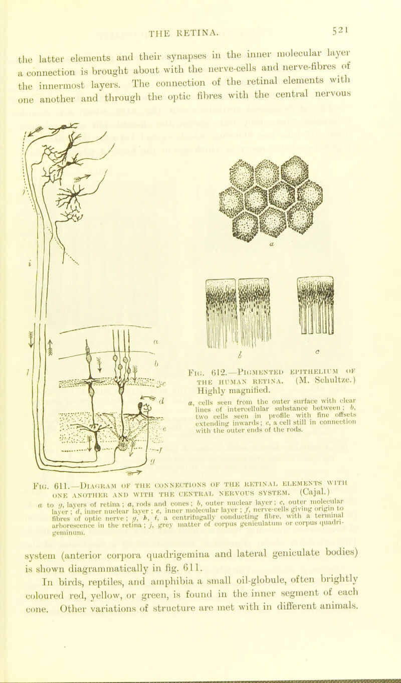 the latter elements and their synapses in the inner molecular layer a connection is brought about with the nerve-cells and nerve-fibres ot the innermost layers. The connection of the retinal elements with one another and through the optic fibres with the central nervous ''Ul. 012.—PKiMKNTHI) EI'ITUKLIIM (iK TIIH lll-!M.\N KETINA. (M. Soluilt/.e.) Highly niaguitied. ;, uells seen from the outer surface with elear lines of interc-ellular suhstaiice hetween; b, two cells seen in iiroflle with fine offsets extending inwards; c, a cell still in connection witli the outer ends of the rods. Flli. 611.—I)IAi:K.\.M ok TIIK CUNNECTIUNS OF TIIK KETINAI. ELEMENTS WITH O.SE ANOTllEIt AND Wmi THE CENTltAT. SEltVOrS SYSTEM. (Cajal.) a to layers of retina; a, rods and cones; b, outer nuclear layer; c, outer molecular laver ;(/, inner nuclear layer ; e, inner molecular layer ; /, nerye-cells gnuig ongm to fibres of oiitic nerye ; y,' l>, i, a centrifufally conducting fihre, with a ternnnai arborescence in the retina ; j, grey matter of corpus geniculatum or eorinis c|U.idn- gemimun. system (anterior corpora quadrigemina and lateral geniculate bodies) is shown diagrammatically in fig. 611. In birds, reptiles, and amphibia a small oil-globule, often brightly coloured red, yellow, or green, is found in the inner segment of each cone. Other variations of structure are met with in dilTerent animals.