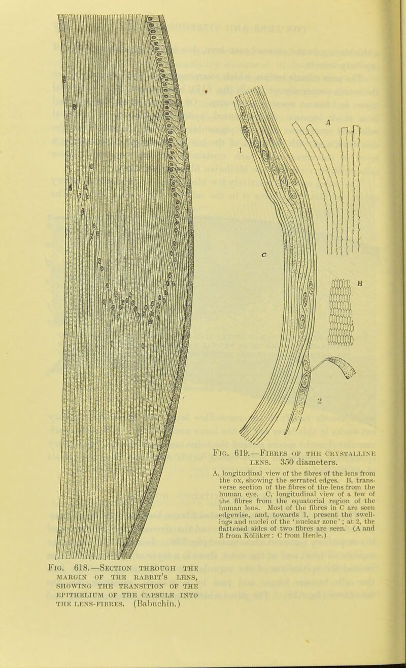 is Fid. 619.—FrisKra of tuk rKvsTAU.iNK LENS. 350 diameters. A, lonpiturlinal view of tlie fibre.s of the lens from tlie ox, showiiij; the serrated edges. B, trans- verse section of the fibres of the lens from the l)nn>an eye. C, h^ngitudinal ^'ie\v of a few of the flhrcs from the equatorial region of the human lens. Most of the fibres in C arc .seen edgewise, and, towards 1, (iresent the swell- ings and nuclei of the ' nuclear zone'; at 2, the flattened sides of two fibres arc seen. (A and I! from KoUiker: C from llenle.) Fio. 618.—Section throuoh thk iMARGIN OF TIIK RAUDIT's LENS, SIIO\VIN(i THK TRAN.SITTON OF THK EI-miELIUM OF THE fAI'Sl'LE INTO THK LENS-FiiiiiEs. (Babucliin.)