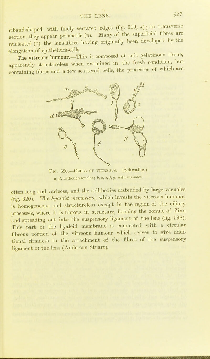 THE LENS. riband-Shaped, with finely serrated edges (fig. 619, a); in transverse section they appear prismatic (b). Many of the superficial fibres are nucleated (c), the lens-fibres having originally been developed by the elongation of epithelium-cells. The vitreous humour.—This is composed of soft gelatinous tissue, apparently structureless when examined in the fresh condition, but containing fibres and a few scattered cells, the processes of which are Fu!. 620.—Cells of vitreous. (Schwalhe.) a, a, without vacuoles ; b, c, e, /,;/, with vacuoles. often long and varicose, and the cell-bodies distended by large vacuoles (fig. 620). The hyaloid membrane, which invests the vitreous humour, is homogeneous and structureless except in the region of the ciKary processes, where it is fibrous in structure, forming the zonule of Zinn and spreading out into the suspensory ligament of the lens (fig. 598). This part of the hyaloid membrane is connected with a circular fibrous portion of the vitreous humour which serves to give addi- tional firmness to the attachment of the fibres of the suspensory ligament of the lens (Anderson Stuart).