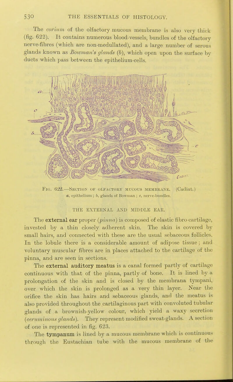 The coi-iuni of the olfactory mucous membrane is also very tliiek (fig. 622). It contains numerous blood-vessels, bundles of the olfactory nerve-fibres (which are non-medullated), and a large number of serous glands known as Boivmaib's glands (b), which open upon the surface by ducts which pass between the epithelium-cells. Fig. 622. —Skction of oui-ACTOKY mucous membkaxe. (CadiaL.) a, eiiitheliuin ; 6, glaiuls of Bowman ; c, iiei-\ e-bundles. THE EXTEllNAL AND MIDDLE EAE. The external ear proper (^pinna) is composed of elastic fibro cartilage, invested hy a thin closely adherent skin. The skin is covered by small hairs, and connected with these are the usual sebaceous follicles. In the lobule there is a considerable amount of adipose tissue; and voluntary muscular fibres are in places attached to the cartilage of the pinna, and are seen in sections. The external auditory meatus is a canal formed partly of cartilage continuous with that of the pinna, partly of bone. It is lined by a prolongation of the skin and is closed by the membrana tympani, over which the skin is prolonged as a very thin layer, i^ear the orifice the skin has hairs and sebaceous glands, and the meatus is also provided throughout the cartilaginous part with convoluted tubular glands of a brownish-yellow colour, which yield a waxy secretion (ceruminous glands). They represent modified sweat-glands. A section of one is represented in fig. 623. The tympanum is lined by a mucous membrane which is continuous through the Eustachian tube with the mucous membrane of the