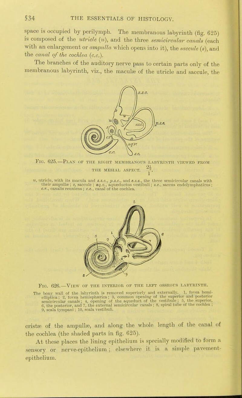 space is occupied by perilympli. The membranous labyrinth (fig. 625) is composed of the utricle («), and the three semicircular canals (each witli an enlargement or ampulla which opens into it), the saccule («), and the canal of the cochlea (cc). The branches of the auditory nerve pass to certain parts only of the membranous labyrinth, viz., the maculae of the utricle and saccule, the Fifj. 625.—Plan of tke bight membranous labtkintii viewed from THE MESIAL ASPECT. 1 If, utricle, with its macula and s.s.c, p.s.c, and e.s.c, tlie tliree seiuicireulai- canals with their ampulla!; .«, saccule ; aq.v., aquiecluctus vestibuli; s.e., saccus enfloijnnphaticus; c.r., canalis reuniens ; e.c, canal of the cochlea. 5 Fio. 626.—View of the interior of the left ossEors labyrinth. The hon.v wall of the labyrinth is removed superiorly and cxtcrTially. 1, fovea henii- elliptira; 2, fovea hemisphmrica; 3, conuuon openintr of the superior and posterior semicircular canals; 4, openinp of the aqueduct of the vestibule ; », the superior, 0, the posterior, and 7, the external semicircular canals; 8, spiral tube of the coclilen ; 9, scala t.\nnpani; 10, scala vestibuli. cristse of the ampullie, and along the whole length of the canal of the cochlea (the shaded parts in fig. G25). At these places tlie lining epithelium is .specially modified to form n ■sensory or nerve-epithelium ; elsewhere it is a simple pavement- epithelium.