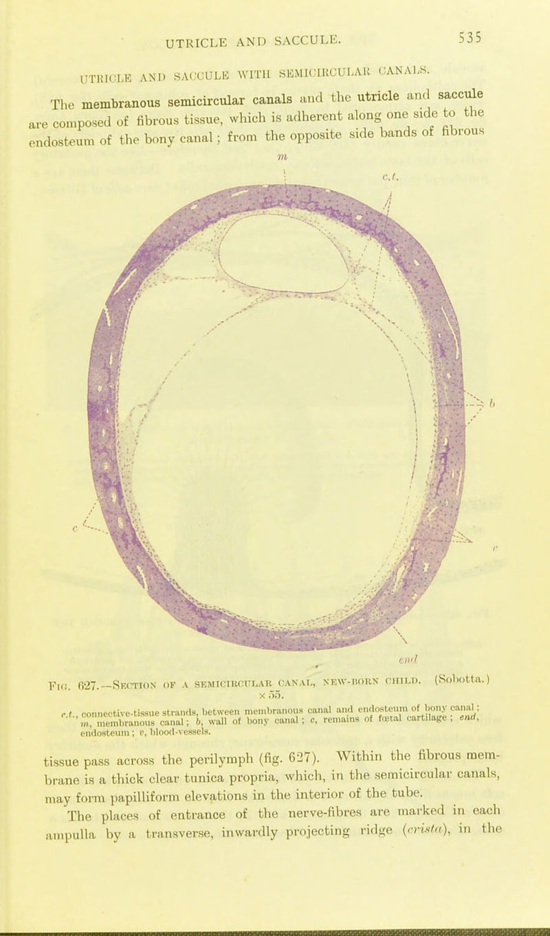 UTIilCT.K AN]) SACCULE WITH SKMICIKCULAU CANALS. The membranous semicircular canals and the utricle and saccule are composed of fibrous tissue, which is adherent along one side to the endosteum of the bony canal; from the opposite side bands of fibrous c.l. -A h end Fii;. fi27.—Section cif \ .semictiumilak c.anal, new-horn ciiiLn. (Sobotta.) X no. r.(., connective-tissue strands, between membranous canal and ^^'^f^f'J °' m, membranous canal; 6, wall of bony canal; e, remams of fcDtal cartilage , end, endosteum; c, blood-vessels. tissue pass across the perilymph (fig. 627). Within the fibrous mem- brane is a thick clear tunica propria, which, in the semicircular canals, may form papilliform elevations in the interior of the tube. The places of entrance of the nerve-fibres are marked in each ampulla by a transverse, inwardly projecting ridge (<•)•«/'/), in the