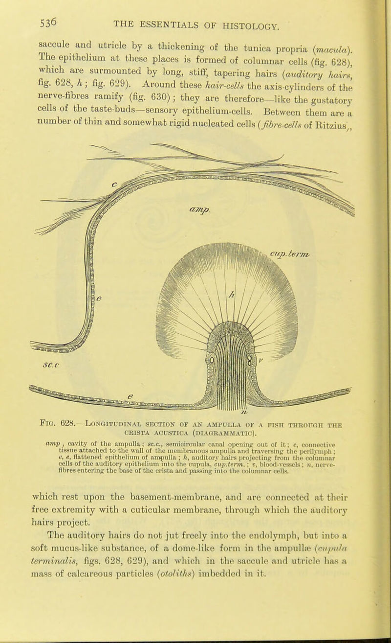 saccule and utricle by a thickeniug of the tunica propria {moA^ula). The epithelium at these places is formed of columnar cells (fig. 628) which are surmounted by long, stiff, tapering hairs {auditory hairJ, fig. 628, h; fig. 629). Around these hair-celfs the axis-cylinders of the nerve-fibres ramify (fig. 630); they are therefore-like the gustatory cells of the taste-buds—sensory epithelium-cells. Between them are a number of thin and somewhat rigid nucleated cells (fibre-cells of Ritzius,, Fig. 628.—Longitudinal section or ^vn ampulla of a nsn THEoroii tiik CRISTA ACUSTICA (DIAGRAMMATIC). amp, cavity of the ampulla; sec, semicircular canal opening- out of it; <•, connective tissue attached to the wall of the membranous ampulla and traversing- the iwriljniiph ; «, e, flattened epithelium of an>i)ulla ; /i, auditory hairs projecting from the colunmar cells of the auditory epithelium into the cupula, ciip.tcnn.; ii, blood-vessels; ii, nerve- fibres entering- the base of the crista and passing into the columnar cells. which rest upon the basement-membrane, and are connected at their free extremity with a cuticular membrane, through which the auditory hairs project. The auditory hairs do not jut freely into the endolymph, but into a soft mucus-like substance, of a dome-like form in the ampullie (cupula terminalis, figs. 628, 629), and which in the saccule and utricle has a mass of calcareous particles (oto/ifhs) imbedded in it.