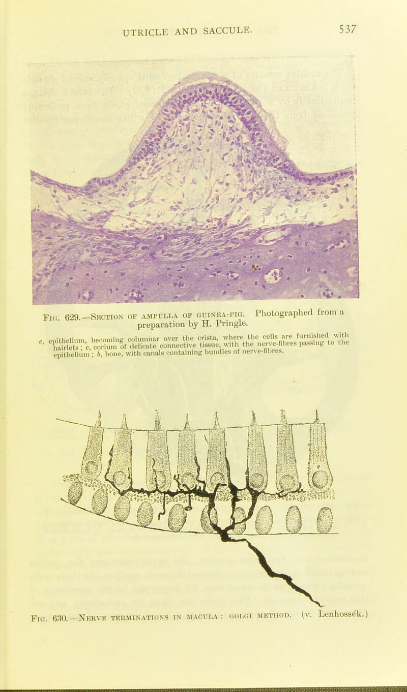 Fi(i 629.-Section of ampuiaa of auiNEA-Pia. Photographed from a preparation by H. Pringle. epithelium ; lioiie, witli canals containinsf bundles of nerve-filii-es. Fio. 630.—Nkrvk TKRMiN.vTKixs IN MACi'LA : <ioi.(ii MKTiiuD. (v. Lenhosse'k.)