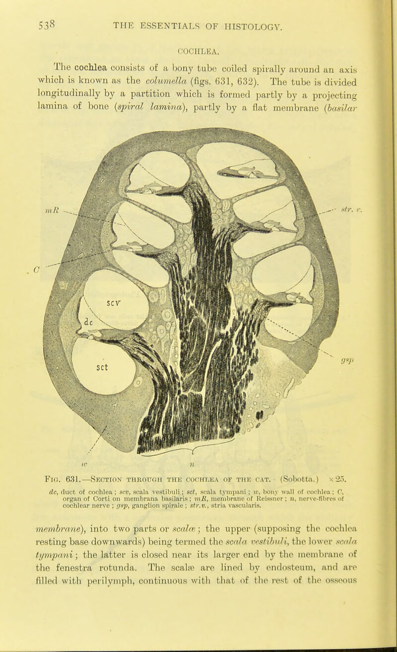 COCIILKA. The cochlea consists of a bon}' tube coiled spirally around an axis which is known as the columella (figs. 631, 632). The tube is divided longitudinally by a partition which is formed partly by a projecting lamina of bone {spiral lamina), partly by a flat membrane {basilar ir n Fin. 6.S1.—Section throuoh the cochlea of the cat. (Sobotta.) x'2ii. dc, (hiot of coohlea ; ncv, scala vestilnili; set, soala tjniipani; ic, bony wall of cochlea: C, organ of Oorti on meinbrana basilaris; viB, nienibranc of Reissiier: Ji, nerve-fibres of cochlear nerve ; rjfp, ^an^Uon spirale ; str.v., stria vascularis. memhrnne), into two parts or scnlri'.; the upper (supposing the cochlea resting base downwards) being termed the scala restibnli, the lower scala ii/mpani; the latter is closed near its larger end by the membrane of the fenestra rotunda. The scahe are lined by endosteum, and are filled with perilymph, continuous with that of the rest of the osseous