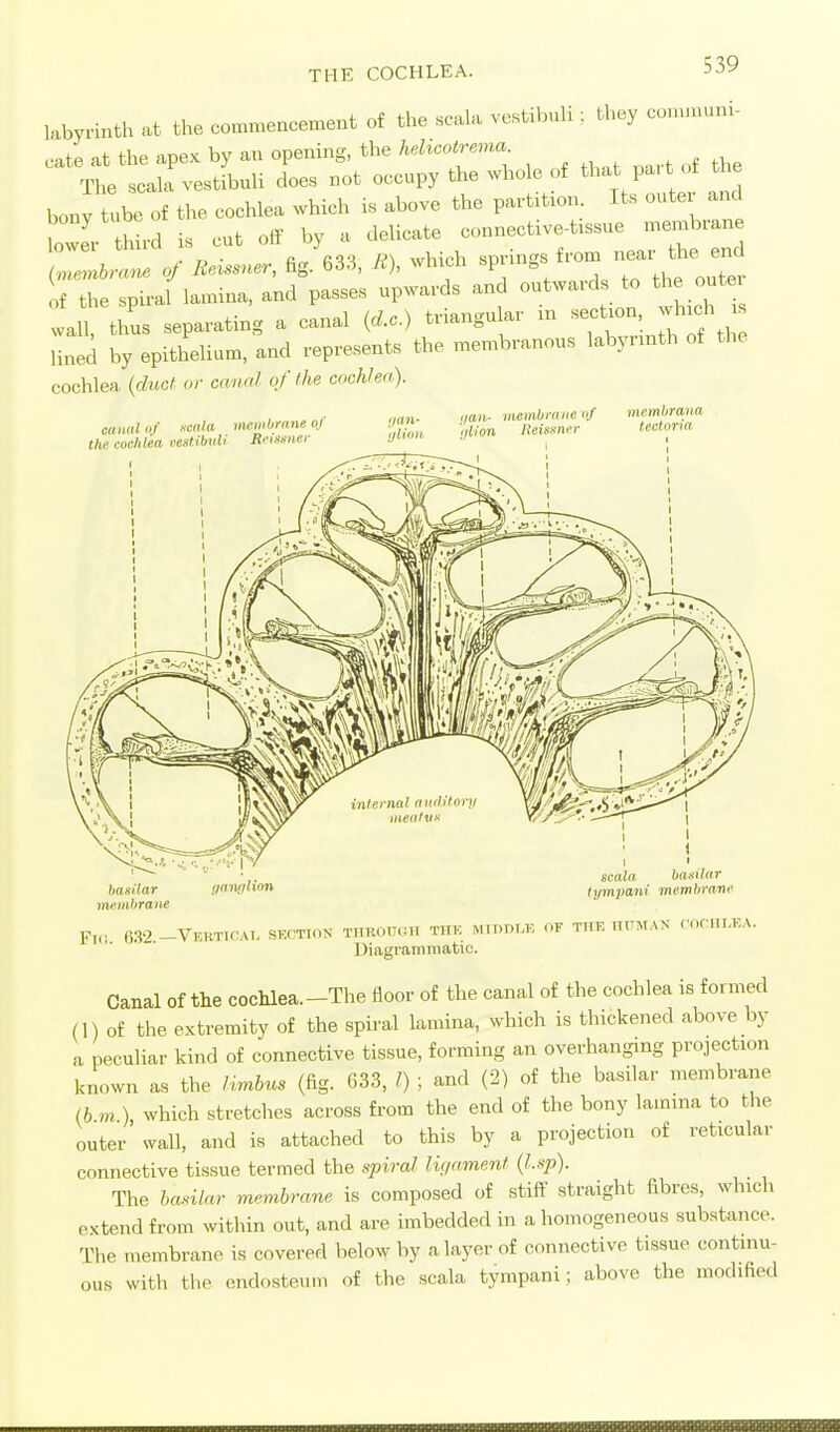 labyrinth at the commencement of the scala vestibuli : they connnuni- cate at the apex by an opening, the helicotrema The .scala vestibuli does not occupy the whole of that pa,t ot the bony tube of the cochlea which is above the partition Its outer and ?owe. third is cut off by a delicate connective-t.ssue membra^^ ^„.en^bra.^e of Eeissner, fig. 633, M), which ^^r^-^^'^^^^^^^^ of the spiral lamina, and passes upwards and outwards to the outer wai thus separating a canal (do.) triangular in ^^^^ ^^f^ lined by epithelium, and represents the membranous labynnth of the cochlea, {duct or canal of I he cochlea). ctttinl of ■■-■cnte uwiiibrane ol the cochlea cestibnU Beismer I/an- IjliliU •laii- membrane <>/ i/lion Reissner basilar membrane scala baiitnr tympani membrartf F„. 63'^ -Vkrtk'at. skction TiiRomui tiik Minnu-. of the uuman fornMCA. Diagrammatic. Canal of the cochlea.-The floor of the canal of the cochlea is formed (1) of the extremity of the spiral lamina, which is thickened above by a peculiar kind of connective tissue, forming an overhanging projection known as the Hmhus (fig. 633, 1) ; and (2) of the basilar membrane (6 m ), which stretches across from the end of the bony lamina to the outer svall, and is attached to this by a projection of reticular connective tissue termed the spiral liynment {Up). The haMar membrane is composed of stiff straight fibres, which extend from within out, and are imbedded in a homogeneous substance. The membrane is covered below by a layer of connective tissue continu- ous with the endosteum of the scala tympani; above the modified