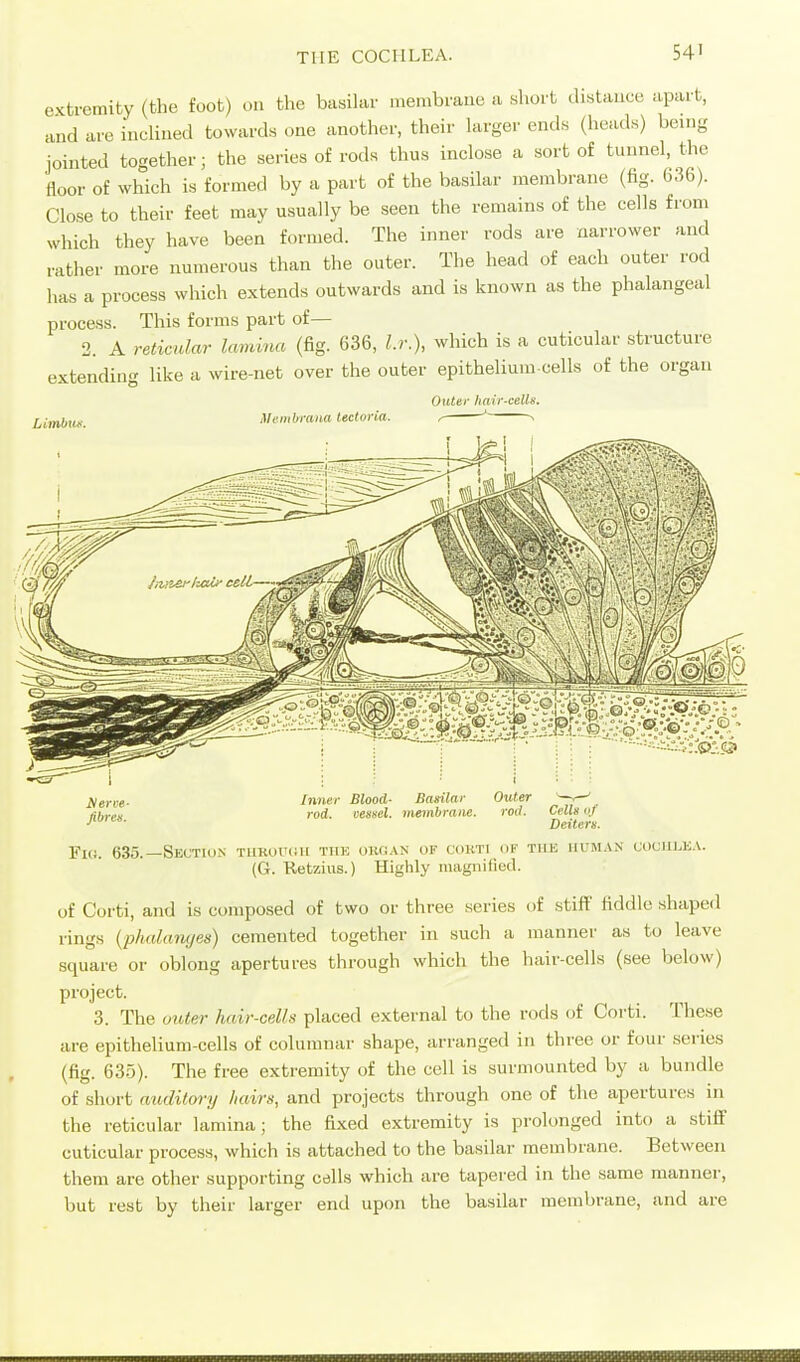 extremity (the foot) on the basihu- membrane a short distance apart, and are inclined towards one another, their hirger ends (heads) being jointed together; the series of rods thus inclose a sort of tunnel, the floor of which is formed by a part of the basilar membrane (fig. 636). Close to their feet may usually be seen the remains of the cells from which they have been formed. The inner rods are narrower and rather more numerous than the outer. The head of each outer rod has a process which extends outwards and is known as the phalangeal process. This forms part of— 2. A reticular lamina (fig. 636, l.r.), which is a cuticular structure extending like a wire-net over the outer epithelium cells of the organ Outer hair-cells. Limbuf. Mcmhraiia lecturia. tierce- fibres. Fuj. 635. Jnne, rod. Blood- Basilar vessel, ^iievibraiie. Outer '—,—' rod. Cells 0/ Deitcrs. -Section turuuch tiik oKfiAN of cokti of tiik human cochlea. (G. Ketzius.) Highly magnified. of Corti, and is composed of two or three series of stifP fiddle shaped rings (phahmf/es) cemented together in such a manner as to leave square or oblong apertures through which the hair-cells (see below) project. 3. The otUer hair-cells placed external to the rods of Corti. These are epithelium-cells of columnar shape, arranged in three or four series (fig. 63.5). The free extremity of the cell is surmounted by a bundle of short auditory hairs, and projects through one of the apertures in the reticular lamina; the fi.xed extremity is prolonged into a stiff cuticular process, which is attached to the basilar membrane. Between them are other supporting cells which are tapered in the same manner, but rest by their larger end upon the basilar membrane, and are