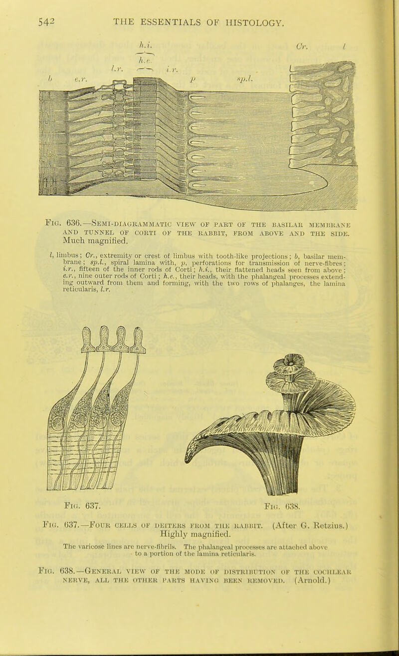 h.i. Or. I Fill. 636.—SEMI-DI.UiR.\MMATlC VIEW OF PART OF THE 1!ASIL.\E MEMI5KANE AND TDNNEI^ OF CORTI OF THE RABBIT, FROM ABOVE AKD THE SIDE. Much magnified. i, limbus; Cc, extremity or crest of limljus witli tooth-like projections; i, basilar ineiii- brane; sp.l., spiral lamina with, perforations for transmission of nerve-fibres; i.r., fifteen of the inner rods of Corti; h.i., their fiattenert heads seen from above: e.j-., nine outer rods of Corti; h.e., their heads, with the phalant'eal processes extend- ing outward from them and forming, with the two rows of phalang-es, the lamina reticularis, l.r. Fk;. 6.37. Fic. 638. Fl(!. 637.—FOL'R CE1J.S OF DEITEKS FROM THE RABBIT. (After G. R«tzius.) Highly magnified. The varicose lines are nerve-librils. The plialanifeal processes are attached above to a portion of the lamina reticularis. Fio. 638.—General view of the mode of DiSTRinrTioN of the cochlear .NERVE, ALL THE OTHER I'AKTS HAVINO BEEN REMOVED. (Amold.)