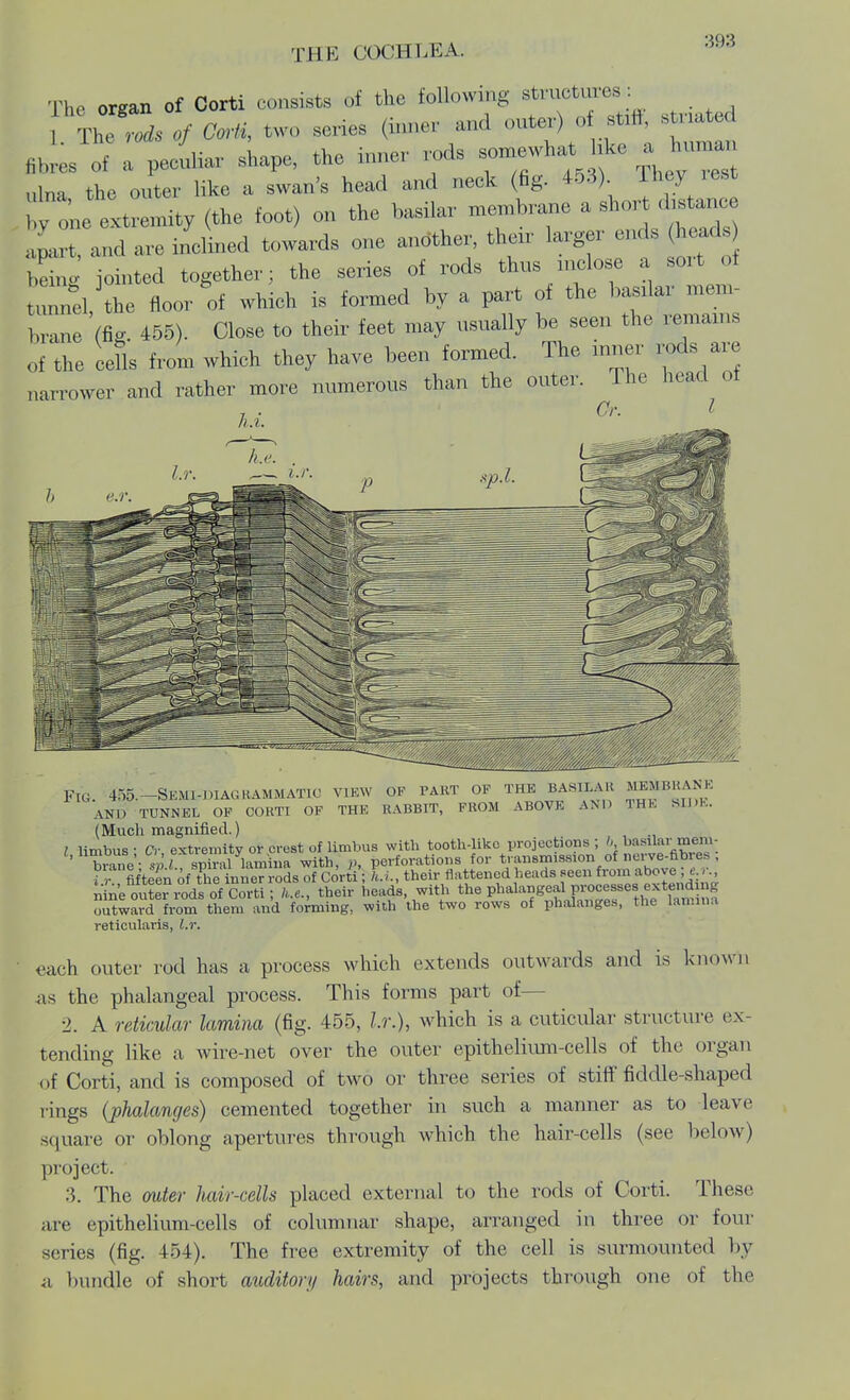 The orsan of Corti consists of the following structures; ■ZZn of Cor<i, two sen. (i r I ^ ^ of a peculiar shape, the inner ™ds somewhat_ hke ^ uu „,na, the outer like a swan's head and neck (fig. U<S) They jrt by one extremity (the foot) on the basilar membrane a short distance „ and or, inclined towards one another, their larger ends head bring jointed together; the series of rods thus inclose a sort of tunnel, the floor of which is formed by a part of the basilar mem- ,,„e (fi„ 455). Close to their feet may usually he seen the remains of the cefls from which they have been formed. The inner rods a,, narrower and rather more numerous than the outer. The head ot Hi <*• 1 Fig 4'55 —Semi-diagbammatio view of part of the basilar membrank AN.> TUNNEL OF CORTI OF THE RABBIT, FROM ABOVE AND THE SIDE. (Much magnified.) I Hmbus ; Or, extremity or crest of lirnbus with tooth-like projections ; h basilar mem- ' bZ mi, spiral lamina with, p, perforations for transmission of nerve-fibn.> , i - fifteen of the inner rods of Corti; h.i., their flattened heads seen from above eg., nine outer rods of Corti; h.c, their heads with ^ P^l^X'Sa outward from them and forming, with the two rows of phalange*, the lamina reticularis, I.V. each outer rod has a process which extends outwards and is known as the phalangeal process. This forms part of— 2. A reticular lamina (fig. 455, l.r.), which is a cuticular structure ex- tending like a wire-net over the outer epithelium-cells of the organ of Corti, and is composed of two or three series of stiff fiddle-shaped rings (phalanges) cemented together in such a manner as to leave square or oblong apertures through which the hair-cells (see below) project. :>. The outer hair-cells placed external to the rods of Corti. These are epithelium-cells of columnar shape, arranged in three or four series (fig. 454). The free extremity of the cell is surmounted by a bundle of short auditory hairs, and projects through one of the
