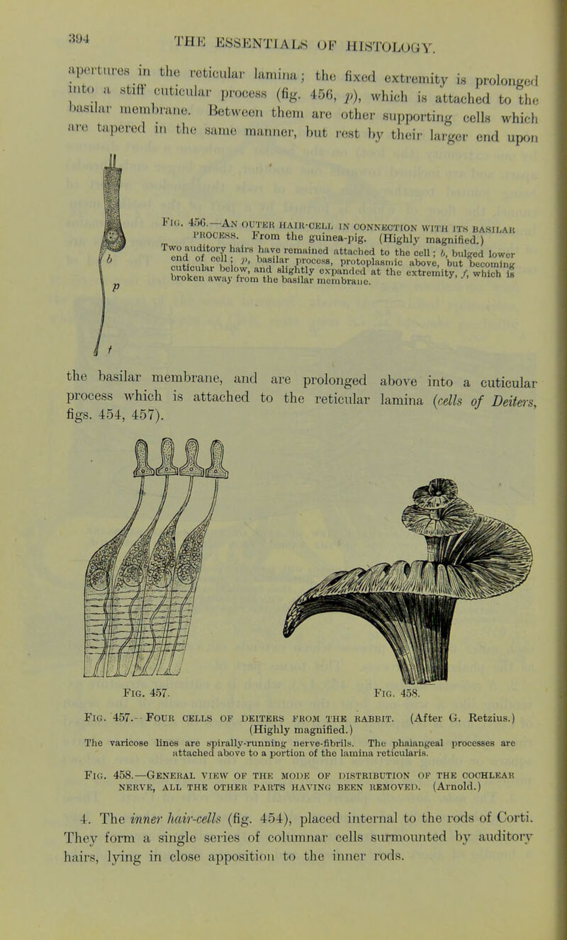 apertures in the reticular lamina j the fixed extremity is prolonged into a stiff cuticular process (fig. 45G, p), which is attached to the basilar membrane. Between them are other supporting cells which are tapered ,n the same manner, but rest by their larger end upon Fig. 4oC—An outer hair-cell in connection with its basilar process. From the guinea-pig. (Highly magnified.) 3U51™71 !mirfl ]»lv.f remained attached to the cell; 6, bulged lower ena ol cell v, basilar process, protoplasmic above, but becoming ffiS™ b0l°fW' alf e^anded at the extremity /, whiS if broken away from the basilar membrane. the basilar membrane, and are prolonged above into a cuticular process which is attached to the reticular lamina (cells of Deiters, figs. 454, 457). Fig. 457. Fig. 458. Fis. 457.- Four cells of deiters from the rabbit. (After G. Retzius.) (Highly magnified.) The varicose lines are spirally-running nerve-fibrils. The phalangeal processes are attached above to a portion of the lamina reticularis. Fie 458.—General view of the mode of distribution of the cochlear nerve, all the other parts having been removed. (Arnold.) 4. The inner hair-celh (fig. 454), placed internal to the rods of Corti. They form a single series of columnar cells surmounted by auditory hairs, lying in close apposition to the inner rods.