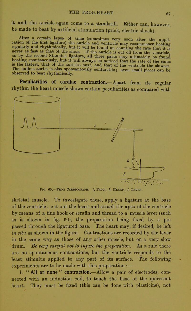 it and the auricle again come to a standstill. Either can, however, be made to beat by artificial stimulation (prick, electric shock). After a certain lapse of time (sometimes very soon after the appli- cation of the first ligature) the auricle and ventricle may recommence beating regularly and rhythmically, but it will be found on counting the rate that it is never as fast as that of the sinus. If the auricle is cut ofl from the ventricle, as by the second Stannius ligature, all three parts may ultimately be found beating spontaneously, but it will always be noticed that the rate of the sinus is the fastest, that of the auricles next, and that of the ventricle the slowest. The bulbus aortse is also spontaneously contractile; even small pieces can be observed to beat rhythmically. Peculiarities of cardiac contraction—Apart from its regular rhythm the heart muscle shows certain peculiarities as compared with  ••/.•v.-l Fig. 60.—Prog Oabdiograph. /, Frog ; h, Heart ; l. Lever. skeletal muscle. To investigate these, apply a ligature at the base of the ventricle; cut out the heart and attach the apex of the ventricle by means of a fine hook or serafin and thread to a muscle lever (such as is shown in fig. 60), the preparation being fixed by a pin passed through the ligatured base. The heart may, if desired, be left in situ as shown in the figure. Contractions are recorded by the lever in the same way as those of any other-^ muscle, but on a very slow drum. Be very careful not to injure the preparation. As a rule there are no spontaneous contractions, but the ventricle responds to the least stimulus applied to any part of its surface. The following experiments are to be made with this preparation :— 1. All or none contraction.—Allow a pair of electrodes, con- nected with an induction coil, to touch the base of the quiescent heart. They must be fixed (this can be done with plasticine), not