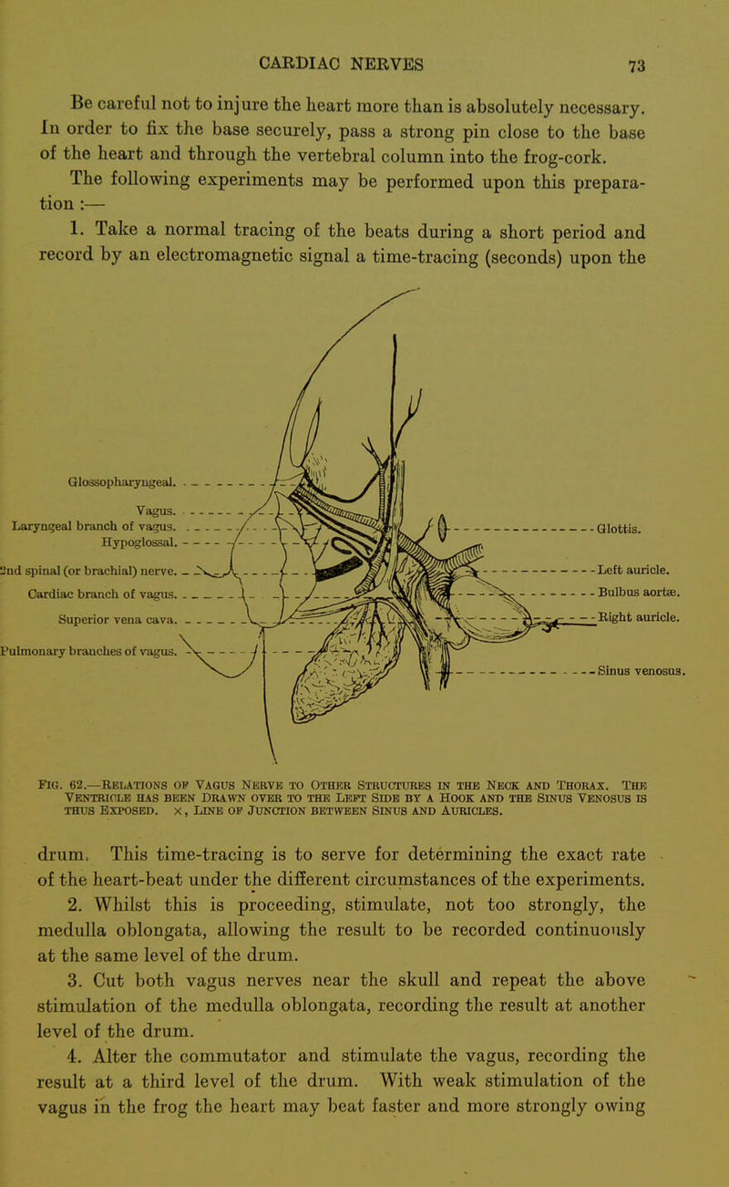 Be careful not to injure the heart more than is absolutely necessary. In order to fix the base securely, pass a strong pin close to the base of the heart and through the vertebral column into the frog-cork. The following experiments may be performed upon this prepara- tion :— 1. Take a normal tracing of the beats during a short period and record by an electromagnetic signal a time-tracing (seconds) upon the Glottis. Left auricle. Bulbus aortse. Right auricle. Sinus venosus. Fig. 62.—Relations op Vagus Nerve to Other Structures in the Neck and Thorax, The Ventricle has been drawn over to the Left Side by a Hook and the Sinus Venosus is THUS Exposed, x , Line of Junction between Sinus and Auricles. drum. This time-tracing is to serve for determining the exact rate of the heart-beat under the different circumstances of the experiments. 2. Whilst this is proceeding, stimulate, not too strongly, the medulla oblongata, allowing the result to be recorded continuously at the same level of the drum. 3. Cut both vagus nerves near the skull and repeat the above stimulation of the medulla oblongata, recording the result at another level of the drum. 4. Alter the commutator and stimulate the vagus, recording the result at a third level of the drum. With weak stimulation of the vagus in the frog the heart may beat faster and more strongly owing
