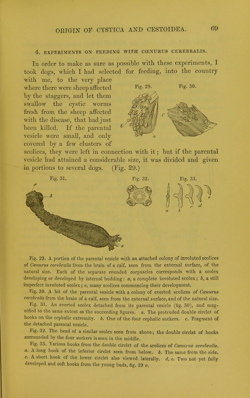 4. EXPERIMENTS ON FEEDING WITH CCENURUS CEREBRALIS, In order to make as sure as possible with these experiments, I took clogs, which I had selected for feeding, into the country with me, to the very place where there were sheep affected ^^S- 29- F'g- 30. by the staggers, and let them swallow the cystic worms fresh from the sheep affected with the disease, that had just been killed. If the parental ^ vesicle were small, and only covered by a few clusters of scolices, they were left in connection with it; but if the parental vesicle had attained a considerable size, it was divided and given in portions to several dogs. (l^ig. 29.) Fig. 31. Fig. 32. Fig. 33. TJ a h Fig. 29. A portion of the parental vesicle with an attached colony of involuted scolices of Cmnurus cerehralis from the brain of a calf, seen from the external surface, of the natural size. Each of the separate rounded corpuscles corresponds with a scolex developing or developed by internal budding: a, a complete involuted scolex; b, a still imperfect involuted scolex; c, many scolices commencing their development. Fig. 30. A bit of the parental vesicle with a colony of everted scolices of Cmnurus cerehralis from the brain of a calf, seen from the external surface, and of the natural size. Fig. 31. An everted scolex detached from its parental vesicle (fig. 30), and mag- nified to the same extent as the succeeding figures, a. The protruded double circlet of hooks on the cephalic extremity, b. One of the four cephalic suckers, c. Fragment of the detached parental vesicle. Fig. 32. The head of a similar scolex seen from above; the double circlet of hooks surrounded by the four suckers is seen in the middle. Fig. 33. Various hooks from the double circlet of the scolices of Cmnurus cerehralis. a. A long hook of the inferior circlet seen from below, b. The same from the side. c. A short hook of the lower circlet also viewed laterally, d, e. Two not yet fully developed and soft hooks from the young buds, fig. 29 c.