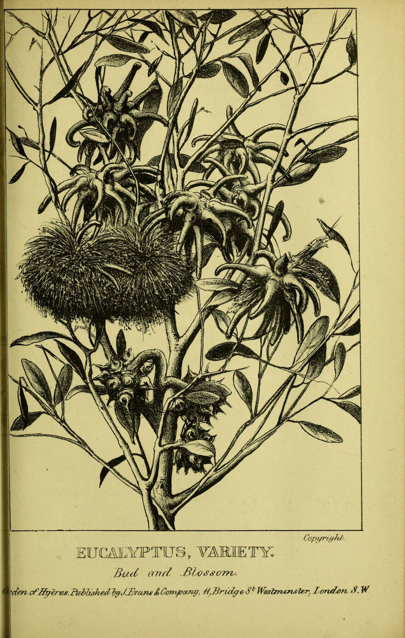 Copyright. EUCALYPTUS, YABIETK Bud and -BLossoms. 'den oflfyeres. Ibddwhed, fyJ.Evaju & Company, Mjlridge, Sb Westminster. London S. W