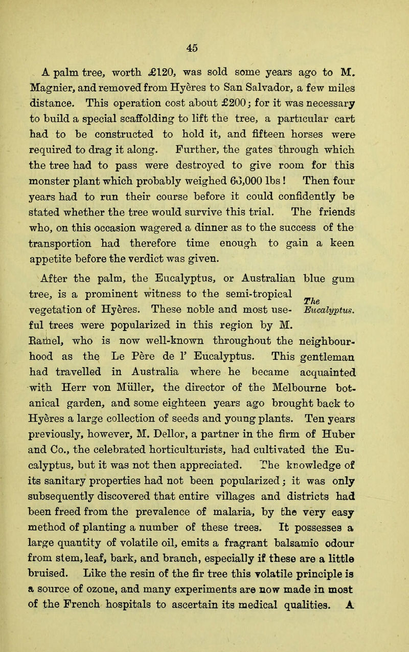 A palm tree, worth .£120, was sold some years ago to M. Magnier, and removed from Hyeres to San Salvador, a few miles distance. This operation cost about £200; for it was necessary to build a special scaffolding to lift the tree, a particular cart had to be constructed to hold it, and fifteen horses were required to drag it along. Further, the gates through which the tree had to pass were destroyed to give room for this monster plant which probably weighed 6x3,000 lbs! Then four years had to run their coarse before it could confidently be stated whether the tree would survive this trial. The friends who, on this occasion wagered a dinner as to the success of the transportion had therefore time enough to gain a keen appetite before the verdict was given. After the palm, the Eucalyptus, or Australian blue gum tree, is a prominent witness to the semi-tropical ^ vegetation of Hyeres. These noble and most use- Eucalyptus. ful trees were popularized in this region by M. Raihel, who is now well-known throughout the neighbour- hood as the Le Pere de 1’ Eucalyptus. This gentleman had travelled in Australia where he became acquainted with Herr von Miiller, the director of the Melbourne bot- anical garden, and some eighteen years ago brought back to Hyeres a large collection of seeds and young plants. Ten years previously, however, M. Dellor, a partner in the firm of Huber and Co., the celebrated horticulturists, had cultivated the Eu- calyptus, but it was not then appreciated. The knowledge of its sanitary properties had not been popularized; it was only subsequently discovered that entire villages and districts had been freed from the prevalence of malaria, by the very easy method of planting a number of these trees. It possesses a large quantity of volatile oil, emits a fragrant balsamic odour from stem, leaf, bark, and branch, especially if these are a little bruised. Like the resin of the fir tree this volatile principle is a source of ozone, and many experiments are now made in most of the French hospitals to ascertain its medical qualities. A