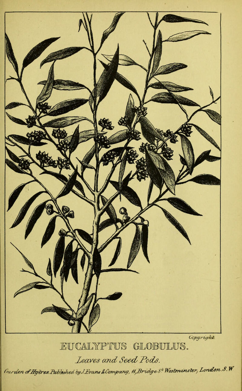 Copgrujrhb. EUCALYPTUS GLOBULUS. deaves and Seed dods. (rwrolen-ofjffyer'&s.JiibUshed byJ-Evan#£.Company, M^Bridg&d0 Westyruroster, LoruLorv.S. W