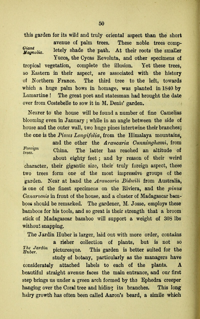 this garden for its wild and truly oriental aspect than the short avenue of palm trees. These noble trees comp- Maynolia. letely shade the path. At their roots the smaller Yucca, the Cycas Revoluta, and other specimens of tropical vegetation, complete the illusion. Yet these trees, so Eastern in their aspect, are associated with the history of Northern France. The third tree to the left, towards which a huge palm bows in homage, was planted in 1840 by Lamartine ! The great poet and statesman had brought the date over from Costebelle to sow it in M. Denis’ garden. Nearer to the house will be found a number of fine Camelias blooming even in January ; while in an angle between the side of house and the outer wall, two huge pines intertwine their branches; the one is the Finns Longifolia, from the Himalaya mountains, and the other the Araucaria Cunninghami, from Foreign China. The latter has reached an altitude of about eighty feet; and by reason of their weird character, their gigantic size, their truly foreign aspect, these two trees form one of the most impressive groups of the garden. Near at hand the Araucaria Bidwili from Australia, iB one of the finest specimens on the Riviera, and the pinus Cananenis in front of the house, and a cluster of Madagascar bam- boos should be remarked. The gardener, M. Josse, employs these bamboos for his tools, and so great is their strength that a broom stick of Madagascar bamboo will support a weight of 308 lbs without snapping. The Jardin Huber is larger, laid out with more order, contains a rieher collection of plants, but is not so Huberardin picturesque. This garden is better suited for the study of botany, particularly as the managers have considerately attached labels to each of the plants. A beautiful straight avenue faces the main entrance, and our first step brings us under a green arch formed by the Ephedra creeper hanging over the Coral tree and hiding its branches. This long hairy growth has often been called Aaron’s beard, a simile which