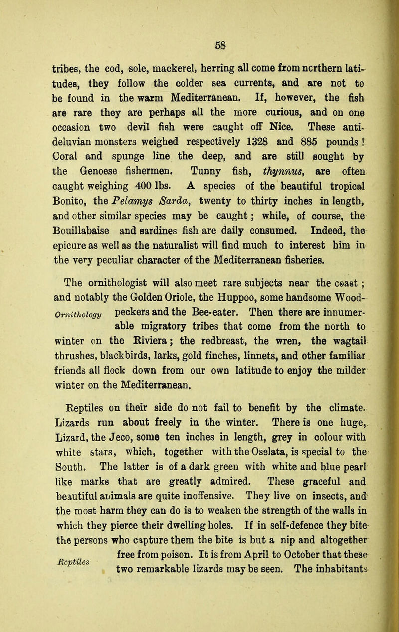 tribes, the cod, sole, mackerel, herring all come from northern lati- tudes, they follow the colder sea currents, and are not to be found in the warm Mediterranean. If, however, the fish are rare they are perhaps all the more curious, and on one occasion two devil fish were caught off Nice. These anti- deluvian monsters weighed respectively 1328 and 885 pounds ! Coral and spunge line the deep, and are still sought by the Genoese fishermen. Tunny fish, thynnus, are often caught weighing 400 lbs. A species of the beautiful tropical Bonito, the Pelamys Sarda, twenty to thirty inches in length, and other similar species may be caught; while, of course, the Bouillabaise and sardines fish are daily consumed. Indeed, the epicure as well as the naturalist will find much to interest him in the very peculiar character of the Mediterranean fisheries. The ornithologist will also meet rare subjects near the coast ; and notably the Golden Oriole, the Huppoo, some handsome Wood- Omithology peckers and the Bee* eater. Then there are innumer- able migratory tribes that come from the north to winter on the Riviera; the redbreast, the wren, the wagtail thrushes, blackbirds, larks, gold finches, linnets, and other familiar friends all flock down from our own latitude to enjoy the milder winter on the Mediterranean. Reptiles on their side do not fail to benefit by the climate. Lizards run about freely in the winter. There is one huge, Lizard, the Jeco, some ten inches in length, grey in colour with white stars, which, together with the Osslata, is special to the South. The latter is of a dark green with white and blue pearl like marks that are greatly admired. These graceful and beautiful animals are quite inoffensive. They live on insects, and the most harm they can do is to weaken the strength of the walls in which they pierce their dwelling holes. If in self-defence they bite the persons who capture them the bite is but a nip and altogether free from poison. It is from April to October that these two remarkable lizards may be seen. The inhabitants