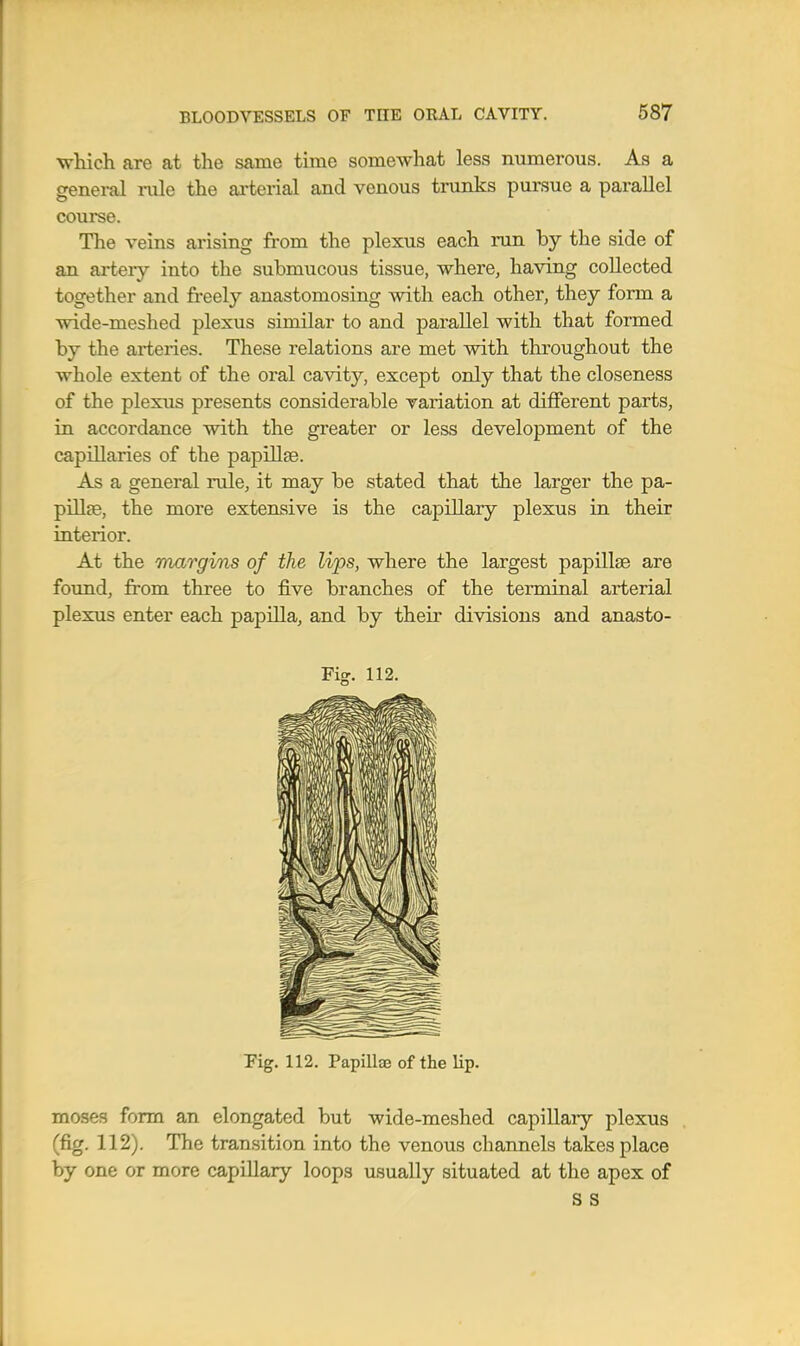 •which are at the same time somewhat less numerous. As a general iiile the ai'terial and venous trunks pursue a parallel course. The veins arising from the plexus each run by the side of an artery into the submucous tissue, where, having collected together and freely anastomosing with each other, they form a wide-meshed plexus similar to and parallel with that formed by the arteries. These relations are met with throughout the whole extent of the oral cavity, except only that the closeness of the plexus presents considerable variation at different parts, in accordance with the greater or less development of the capillaries of the papillae. As a general rule, it may be stated that the larger the pa- pillae, the more extensive is the capillary plexus in their interior. At the margins of the lips, where the largest papillae are found, from three to five branches of the terminal arterial plexus enter each papilla, and by their divisions and anasto- Fig. 112. Fig. 112. PapillaB of the lip. moses form an elongated but wide-meshed capillaiy plexus (fig. 112). The tran.sition into the venous channels takes place by one or more capillary loops usually situated at the apex of S S