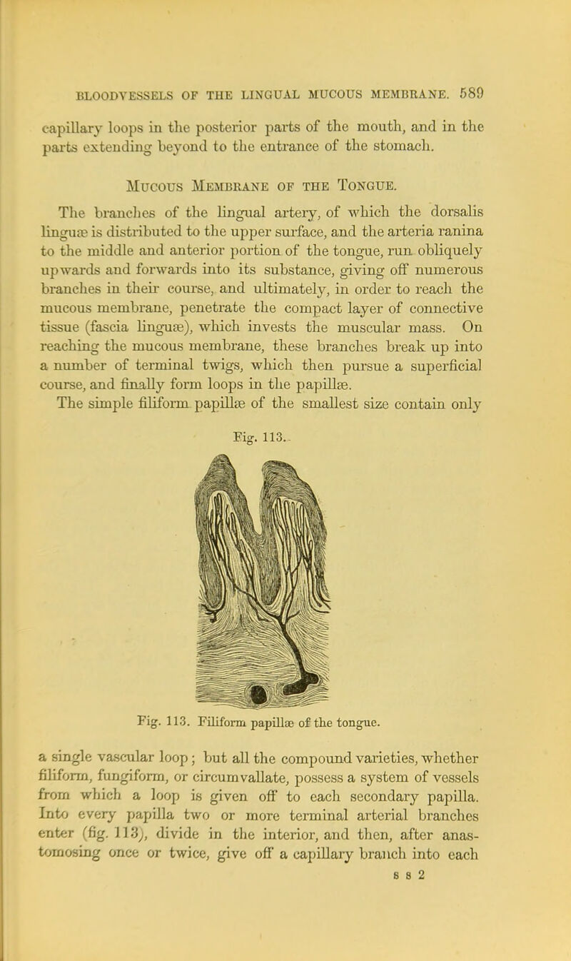 capillary loops in the posterior parts of the mouth, and in the parts extending beyond to the entrance of the stomach. Mucous Membrane of the Tongue. The brandies of the lingual artery, of which the dorsalis linguce is distributed to the upper smface, and the arteria ranina to the middle and anterior portion of the tongue, run obliquely upwards and forwards into its substance, giving off numerous branches in their course, and rdtimately, in order to reach the mucous membrane, penetrate the compact layer of connective tissue (fascia linguse), which invests the muscular mass. On I'eaching the mucous membrane, these branches break up into a number of terminal twigs, which then pursue a superficial course, and finally form loops in the papillae. The simple filiform papillae of the smallest size contain only Fig. 113. Fig. 113. Filiform papillae of tlie tongue. a single vascular loop; but all the compound varieties, whether filiform, fungiform, or circumvallate, possess a system of vessels from which a loop is given off to each secondary papilla. Into every papilla two or more terminal arterial branches enter (fig. 113;, divide in the interior, and then, after anas- tomosing once or twice, give ofi a capillary branch into each 8 8 2