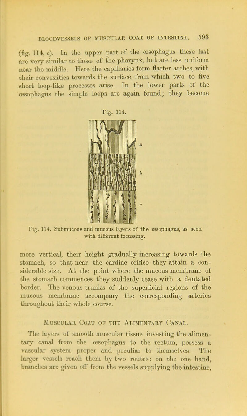 (fig. 114, c). In the upper part of the oesophagus these last ai-e very similar to those of the pharynx, but are less uniform near the middle. Here the capillaries form flatter arches, with their convexities towards the surface, from which two to five short loop-like processes arise. In the lower parts of the oesophagus the simple loops are again found; they become Fig. 114. Fig. 114. Submucous and mucous layers of the oesophagus, as seen with dififerent focussing. more vertical, their height gradually increasing towards the stomach, so that near the cardiac orifice they attain a con- siderable size. At the point where the mucous membrane of the stomach commences they suddenly cease with a dentated border. The venous trunks of the superficial regions of the mucous membrane accompany the corresponding arteries throughout their whole course. Muscular Coat of the Alimentary Canal. The layers of smooth muscular tissue investing the alimen- tary canal from the oesophagus to the rectum, possess a va.scular .system proper and peculiar to themselves. The larger vessels reach them by two routes: on the one hand, branches are given off' from the vessels supplying the intestine,
