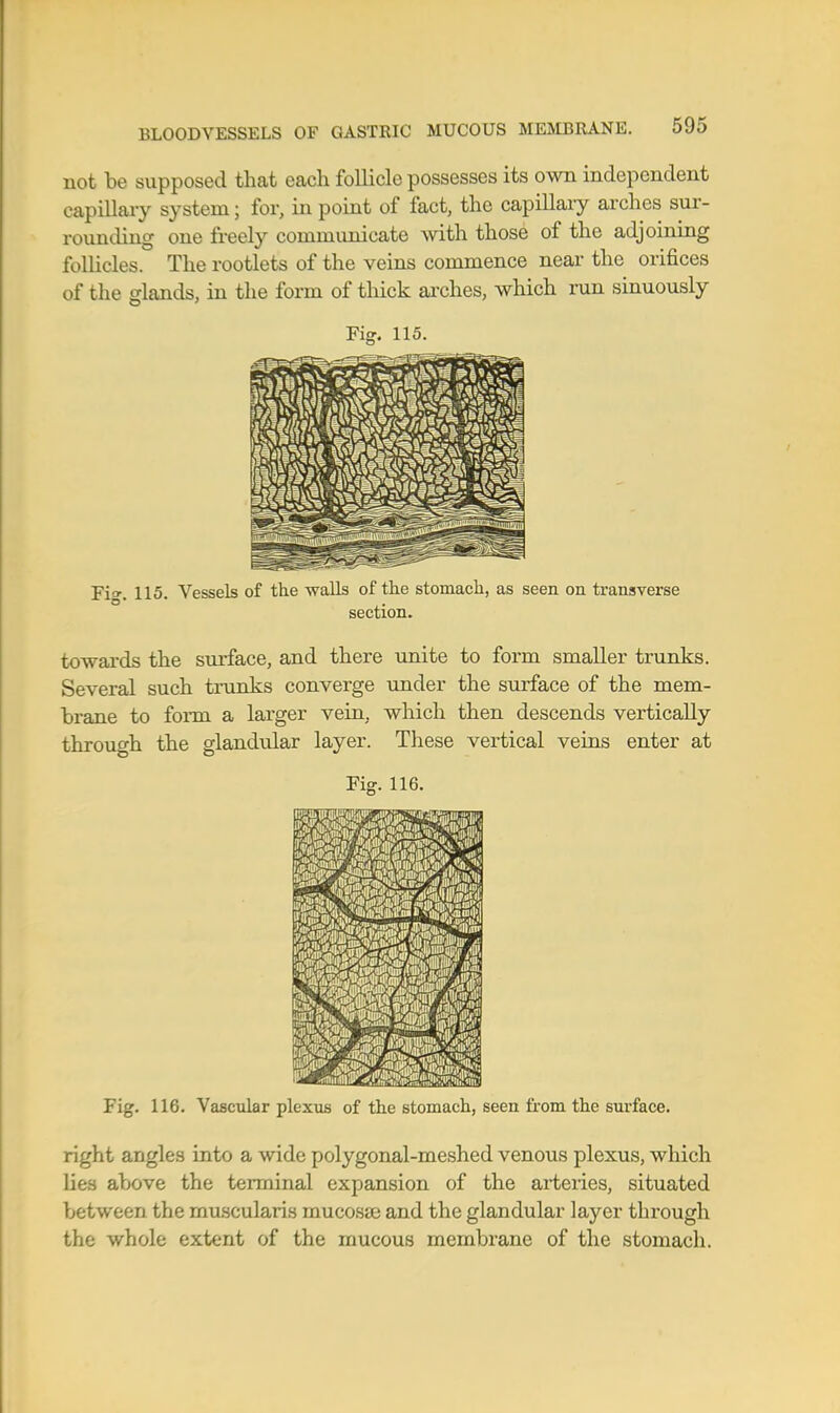 not be supposed that each follicle possesses its own independent capillary system; for, in point of fact, the capillary arches sur- rounding one freely communicate with those of the adjoining follicles. The rootlets of the veins commence near the orifices of the glands, in the form of thick ai'ches, which run sinuously Fig. 115. Fi*. 115. Vessels of the -walls of the stomach, as seen on transverse section. towards the surface, and there unite to form smaller trunks. Several such trunks converge under the surface of the mem- hrane to form a larger vein, which then descends vertically through the glandnlar layer. These vertical veins enter at Fig. 116. Fig. 116. Vascular plexus of the stomach, seen fi'om the surface. right angles into a wide polygonal-meshed venous plexus, which lies above the terminal expansion of the arteries, situated between the muscularis mucosas and the glandular layer through the whole extent of the mucous membrane of the stomach.