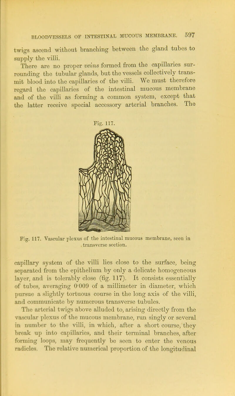 twigs ascend without branching between the gland tubes to supply the villi. There are no proper veins formed from the capillaries sur- rounding the tubular glands, but the vessels collectively trans- mit blood into the capillaries of the villi. We must therefore regard the capillaries of the intestinal mucous membrane and of the villi as forming a common system, except that the latter receive special accessory arterial branches. The Fig. 117. Fig. 117. VascTilar plexus of the intestinal mucous membrane, seen in . transverse section. capillary system of the villi lies close to the surface, being separated from the epithelium by only a delicate homogeneous layer, and is tolerably close (fig. 117). It consists essentially of tubes, averaging 0009 of a millimeter in diameter, which pursue a .slightly tortuous course in the long axis of the vUli, and communicate by numerous transverse tubules. The arterial twigs above alluded to, arising directly from the vascular plexus of the mucous membrane, run singly or several in number to the villi, in which, after a short course, they break up into capillaries, and their terminal branches, after forming loop.s, may frequently be seen to enter the venous radicles. The relative numerical proportion of the longitudinal