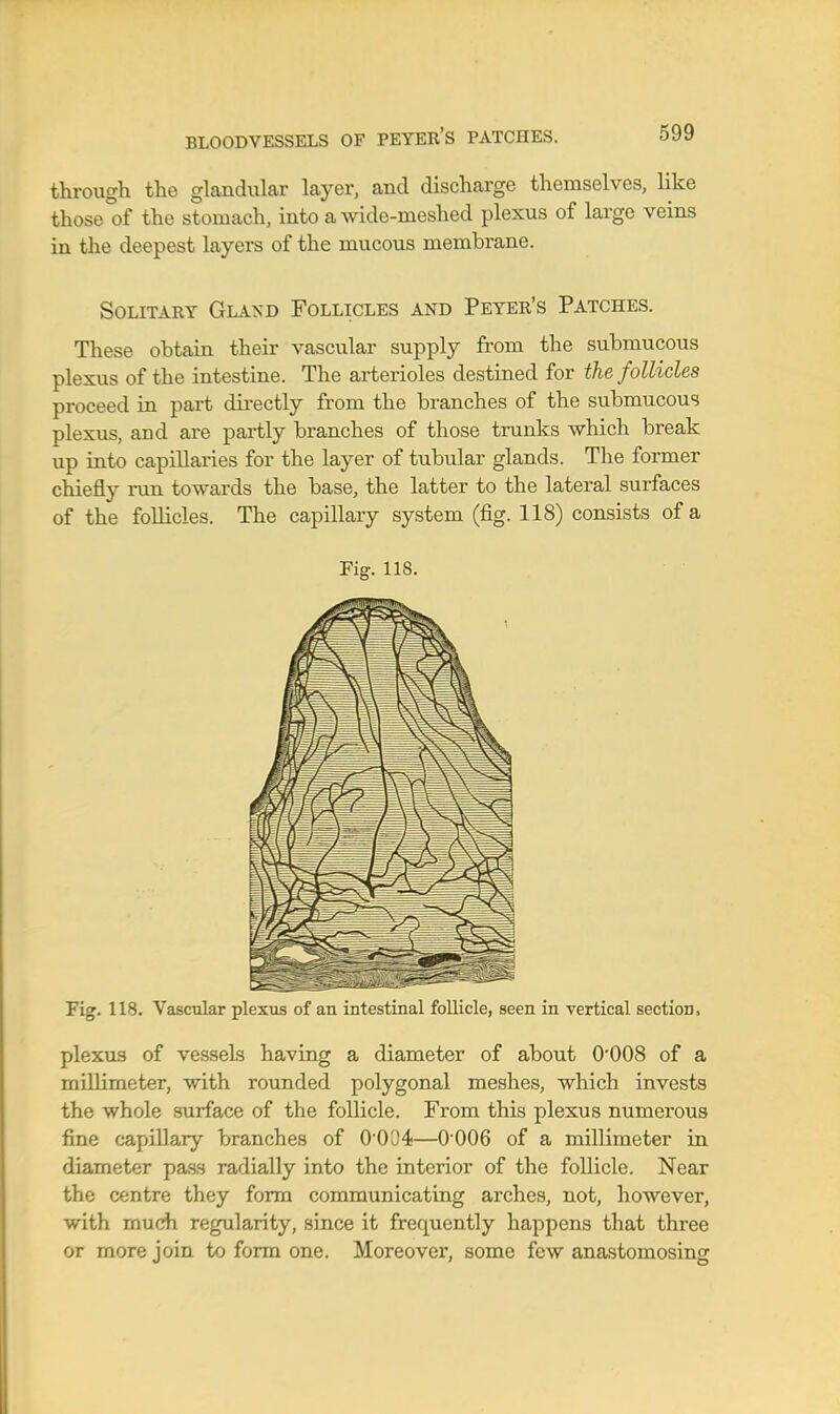 BLOODVESSELS OF PEYER'S PATCHES. through the glandular layer, and discharge themselves, like those of the stomach, into a wide-meshed plexus of large veins in the deepest layers of the mucous membrane. Solitary Gland Follicles and Peyer's Patches. These obtain their vascular supply from the submucous plexus of the intestine. The arterioles destined for the follicles proceed in part dii-ectly from the branches of the submucous plexus, and are partly branches of those trunks which break up into capillaries for the layer of tubular glands. The former chiefly run towards the base, the latter to the lateral surfaces of the follicles. The capillary system (fig. 118) consists of a Fig. 118. Fig. 118. Vascular plexus of an intestinal follicle, seen in vertical section. plexus of vessels having a diameter of about 0*008 of a millimeter, with rounded polygonal meshes, which invests the whole surface of the follicle. From this plexus numerous fine capillary branches of O'O04—0 006 of a millimeter in diameter pavSS radially into the interior of the follicle. Near the centre they form communicating arches, not, however, with much regularity, since it frequently happens that three or more join to form one. Moreover, some few anastomosing