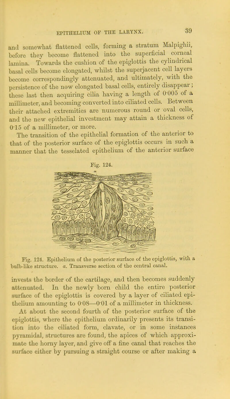 EPITHELIUM OF THE LARYNX. and somewhat flattened cells, forming a stratum Malpighii, before they become flattened into the superficial corneal lamina. Towards the cushion of the epiglottis the cylindrical basal cells become elongated, whilst the superjacent cell layers become correspondingly attenuated, and ultimately, with the persistence of the now elongated basal cells, entirely disappear ; these last then acquiring cilia having a length of 0-005 of a millimeter, and becoming converted into ciliated cells. Between their attached extremities are numerous round or oval cells, and the new epithelial investment may attain a thickness of 0-15 of a millimeter, or more. The transition of the epithelial formation of the anterior to that of the posterior surface of the epiglottis occurs in such a manner that the tesselated epithelium of the anterior surface Fig. 124. Fig. 124. Epithelium of the posterior surface of the epiglottis, with a bulb-like structure, a. Transverse section of the central canal. invests the border of the cartilage, and then becomes suddenly attenuated. In the newly born child the entire posterior surface of the epiglottis is covered by a layer of ciliated epi- thelium amounting to 0 08—0 01 of a millimeter in thickness. At about the second fourth of the posterior surface of the epiglottis, where the epithelium ordinarily presents its transi- tion into the ciliated form, clavate, or in some instances pyramidal, structures are found, the apices of which approxi- mate the horny layer, and give off a fine canal that reaches the surface either by pursuing a straight course or after making a