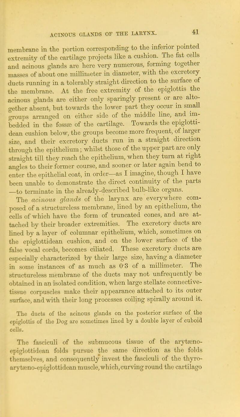 ACINOUS GLANDS OF THE LARYNX. membrane in the portion corresponding to the inferior pointed extremity of the cartilage projects like a cushion. The fat cells and acinous glands are here very numerous, forming together masses of about one millimeter in diameter, with the excretory ducts running in a tolerably straight direction to the surface of the membrane. At the free extremity of the epiglottis the acinous glands are either only sparingly present or are alto- gether absent, but towards the lower part they occur in small groups arranged on either side of the middle line, and im- bedded in the fossa? of the cartilage. Towards the epiglotti- dean cushion below, the groups become more frequent, of larger size, and their excretory ducts run in a straight direction through the epithelium; whilst those of the upper part are only straight till they reach the epithelium, when they turn at right angles to their former course, and sooner or later again bend to enter the epithelial coat, in order—as I imagine, though I have been unable to demonstrate the direct continuity of the parts —to terminate in the already-described bulb-like organs. The acinous glands of the larynx are everywhere com- posed of a structureless membrane, lined by an epithelium, the cells of which have the form of truncated cones, and are at- tached by their broader extremities. The excretory ducts are lined by a layer of columnar epithelium, which, sometimes on the epiglottidean cushion, and on the lower surface of the false vocal cords, becomes ciliated. These excretory ducts are especially characterized by their large size, having a diameter in some instances of as much as 03 of a millimeter. The structureless membrane of the ducts may not unfrequently be obtained in an isolated condition, when large stellate connective- tissue corpuscles make their appearance attached to its outer surface, and with their long processes coiling spirally around it. The ducts of the acinous glands on the posterior surface of the epiglottis of the Dog are sometimes lined by a double layer of cuboid cells. The fasciculi of the submucous tissue of the arytseno- epiglottidean folds pursue the same direction as the folds themselves, and consequently invest the fasciculi of the thyro- arytseno-epiglottidean muscle, which, curving round the cartilago