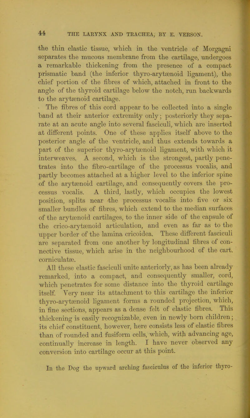 the thin elastic tissue, which in the ventricle of Morgagni separates the mucous membrane from the cartilage, undergoes a remarkable thickening from the presence of a compact prismatic band (the inferior thyro-arytamoid ligament), the chief portion of the fibres of which, attached in front to the angle of the thyroid cartilage below the notch, run backwards to the arytenoid cartilage. The fibres of this cord appear to be collected into a single band at their anterior extremity only; posteriorly they sepa- rate at an acute angle into several fasciculi, which are inserted at different points. One of these applies itself above to the posterior angle of the ventricle, and thus extends towards a part of the superior thyro-arytsenoid ligament, with which it interweaves. A second, which is the strongest, partly pene- trates into the fibro-cartilage of the processus vocalis, and partly becomes attached at a higher level to the inferior spine of the arytenoid cartilage, and consequently covers the pro- cessus vocalis. A third, lastly, which occupies the lowest position, splits near the processus vocalis into five or six smaller bundles of fibres, which extend to the median surfaces of the arytenoid cartilages, to the inner side of the capsule of the crico-aryttenoid articulation, and even as far as to the upper border of the lamina cricoidea. These different fasciculi are separated from one another by longitudinal fibres of con- nective tissue, which arise in the neighbourhood of the cart, corniculatse. All these elastic fasciculi unite anteriorly, as has been already remarked, into a compact, and consequently smaller, cord, which penetrates for some distance into the thyroid cartilage itself. Very near its attachment to this cartilage the inferior thyro-arytaenoid ligament forms a rounded projection, which, in fine sections, appears as a dense felt of elastic fibres. This thickening is easily recognizable, even in newly born children; its chief constituent, however, here consists less of elastic fibres than of rounded and fusiform cells, which, with advancing age, continually increase in length. I have never observed any conversion into cartilage occur at this point. In the Dog the upward arching fasciculus of the inferior thyro-