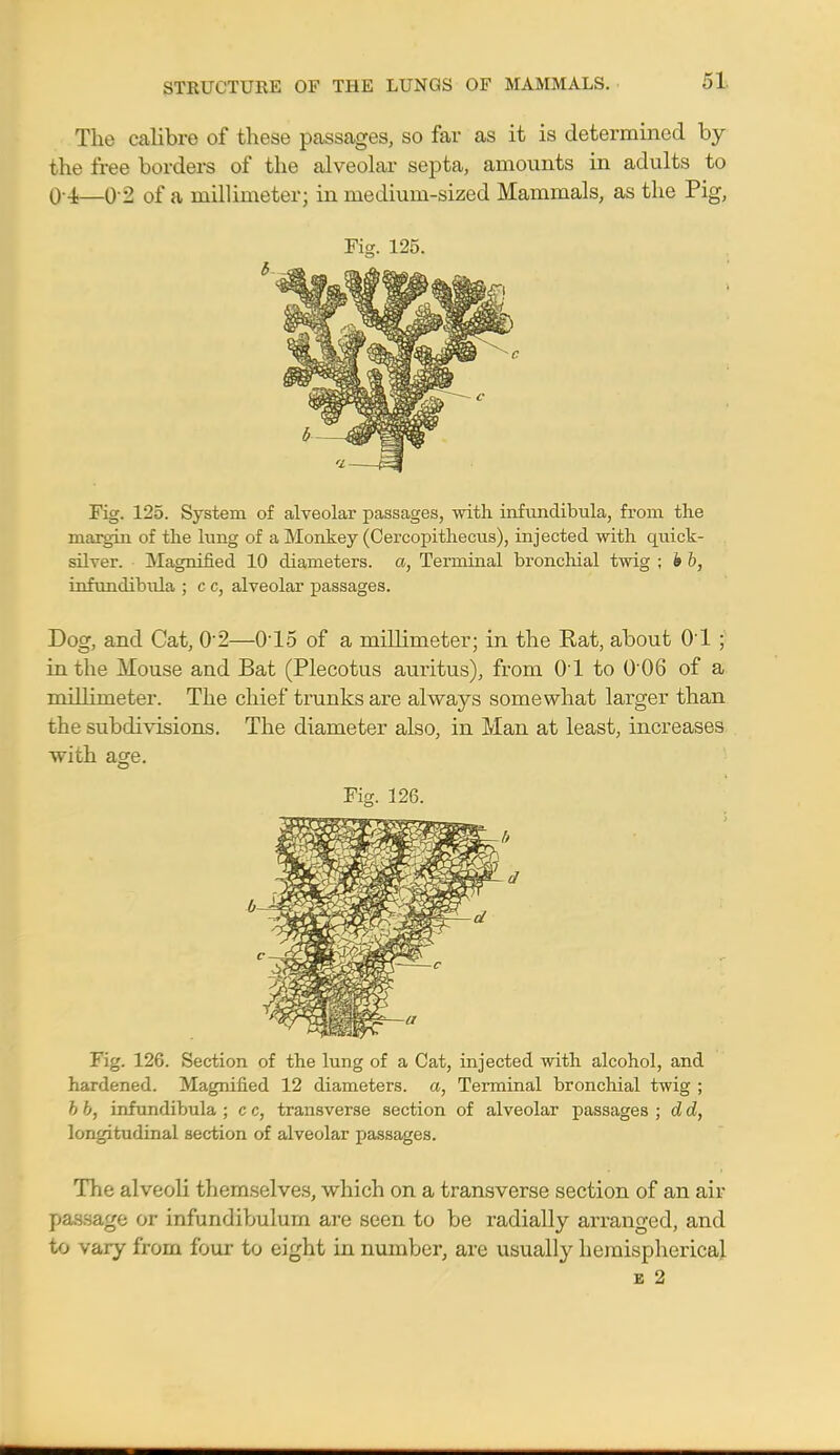 The calibre of these passages, so far as it is determined by the free borders of the alveolar septa, amounts in adults to 0-4—0-2 of a millimeter; in medium-sized Mammals, as the Pig, Fig. 125. Fig. 125. System of alveolar passages, with infundibula, from the margin of the lung of a Monkey (Cercopithecus), injected with quick- silver. Magnified 10 diameters, a, Terminal bronchial twig ; h b, infundibida ; c c, alveolar passages. Dog, and Cat, 02—015 of a millimeter; in the Rat, about O'l ; in the Mouse and Bat (Plecotus auritus), from O'l to 0 06 of a millimeter. The chief trunks are always somewhat larger than the subdivisions. The diameter also, in Man at least, increases with age. Fig. 126. Fig. 126. Section of the lung of a Cat, injected with alcohol, and hardened. Magnified 12 diameters, a, Terminal bronchial twig ; b b, infundibula ; c c, transverse section of alveolar passages ; d d, longitudinal section of alveolar passages. The alveoli themselves, which on a transverse section of an air passage or infundibulum are seen to be radially arranged, and to vary from four to eight in number, are usually hemispherical e 2