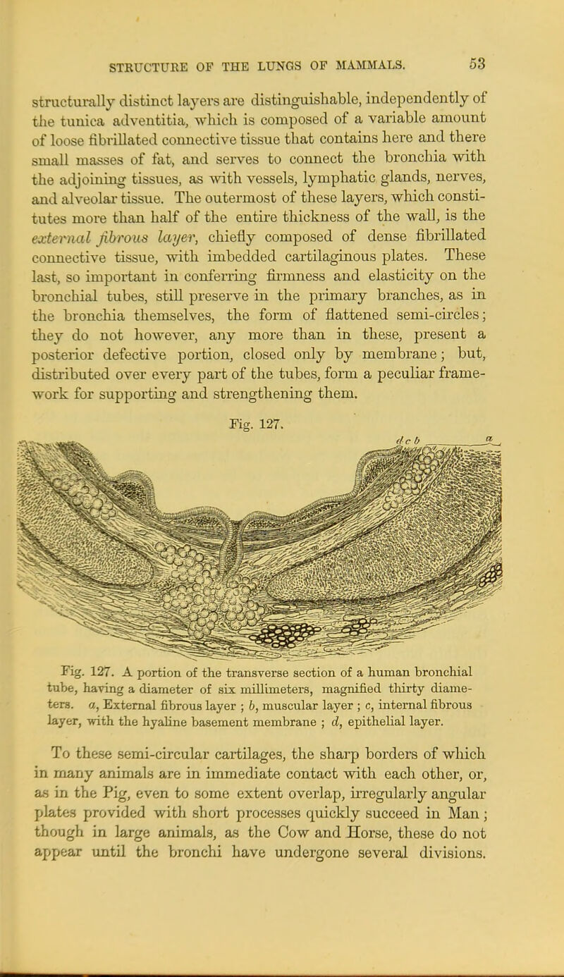 structurally distinct layers are distinguishable, independently of the tunica adventitia, which is composed of a variable amount of loose fibrillated connective tissue that contains here and there small masses of fat, and serves to connect the bronchia with the adjoining tissues, as with vessels, lymphatic glands, nerves, and alveolar tissue. The outermost of these layers, which consti- tutes more than half of the entire thickness of the wall, is the external fibrous layer, chiefly composed of dense fibrillated connective tissue, with imbedded cartilaginous plates. These last, so important in conferring firmness and elasticity on the bronchial tubes, still preserve in the primary branches, as in the bronchia themselves, the form of flattened semi-circles; they do not however, any more than in these, present a posterior defective portion, closed only by membrane; but, distributed over every part of the tubes, form a peculiar frame- work for supporting and strengthening them. Fig. 127. Fig. 127. A portion of the transverse section of a human bronchial tube, having a diameter of six millimeters, magnified thirty diame- ters, a, External fibrous layer ; b, muscular layer ; c, internal fibrous layer, with the hyaline basement membrane ; d, epithelial layer. To these semi-circular cartilages, the sharp borders of which in many animals are in immediate contact with each other, or, as in the Pig, even to some extent overlap, irregularly angular plates provided with short processes quickly succeed in Man; though in large animals, as the Cow and Horse, these do not appear until the bronchi have undergone sevei'al divisions.