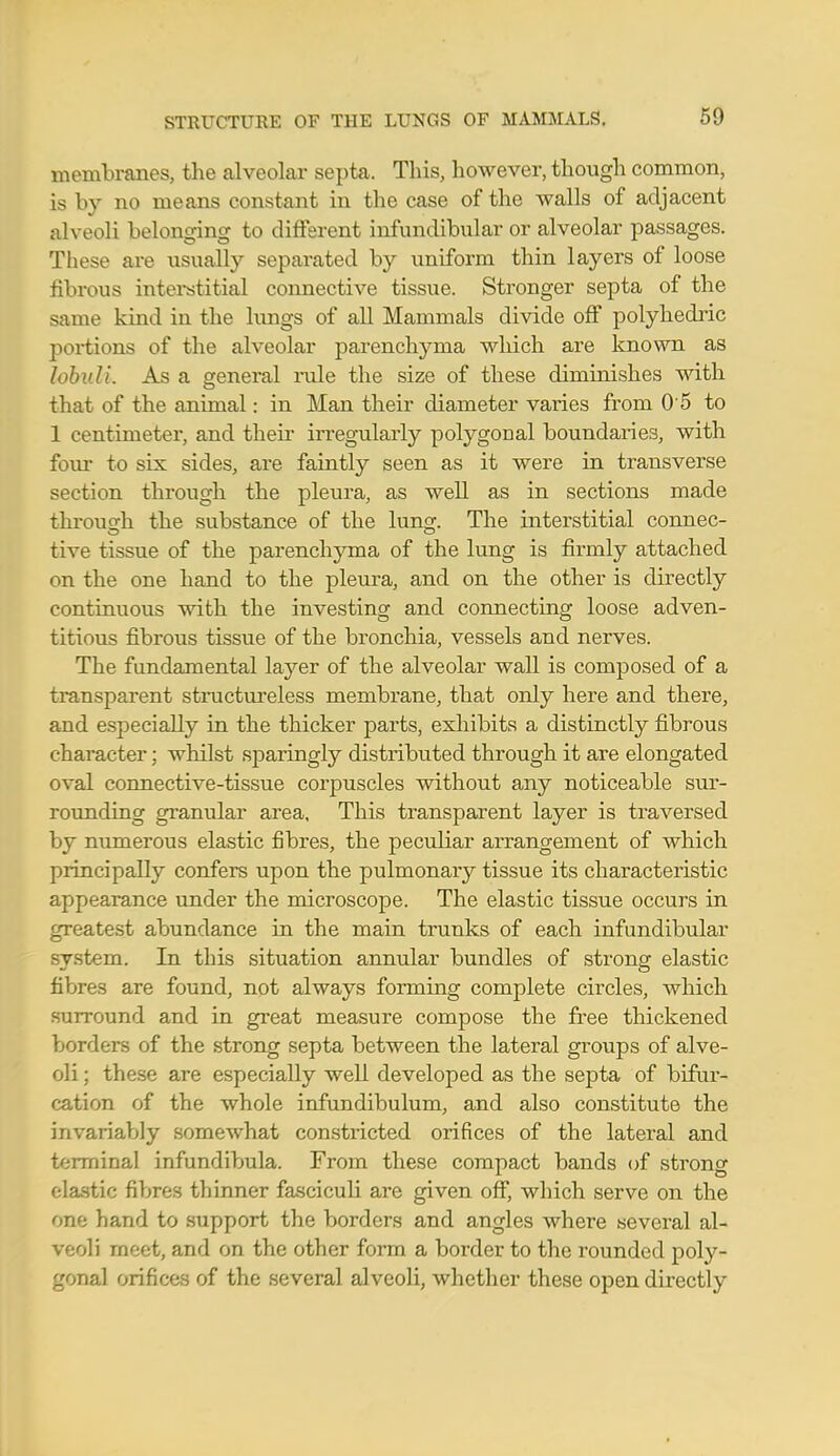 membranes, the alveolar septa. This, however, though common, is by no means constant in the case of the walls of adjacent alveoli belonging to different infundibular or alveolar passages. These are usually separated by uniform thin layers of loose fibrous interstitial connective tissue. Stronger septa of the same kind in the lungs of all Mammals divide off polyhedric portions of the alveolar parenchyma which are known as lobuli. As a general rule the size of these diminishes with that of the animal: in Man their diameter varies from 0 5 to 1 centimeter, and their irregularly polygonal boundaries, with four to six sides, are faintly seen as it were in transverse section through the pleura, as well as in sections made throuo-h the substance of the lung. The interstitial connec- tive tissue of the parenchyma of the lung is firmly attached on the one hand to the pleura, and on the other is directly continuous with the investing and connecting loose adven- titious fibrous tissue of the bronchia, vessels and nerves. The fundamental layer of the alveolar wall is composed of a transparent structureless membrane, that only here and there, and especially in the thicker parts, exhibits a distinctly fibrous character; whilst sparingly distributed through it are elongated oval connective-tissue corpuscles without any noticeable sur- rounding granular area. This transparent layer is traversed by numerous elastic fibres, the peculiar arrangement of which principally confers upon the pulmonary tissue its characteristic appearance under the microscope. The elastic tissue occurs in greatest abundance in the main trunks of each infundibular system. In this situation annular bundles of strong elastic fibres are found, not always forming complete circles, which surround and in great measure compose the free thickened borders of the strong septa between the lateral groups of alve- oli ; these are especially well developed as the septa of bifur- cation of the whole infundibulum, and also constitute the invariably somewhat constricted orifices of the lateral and terminal infundibula. From these compact bands of strong elastic fibres thinner fasciculi are given off, which serve on the one hand to support the borders and angles where several al- veoli meet, and on the other form a border to the rounded poly- gonal orifices of the several alveoli, whether these open directly