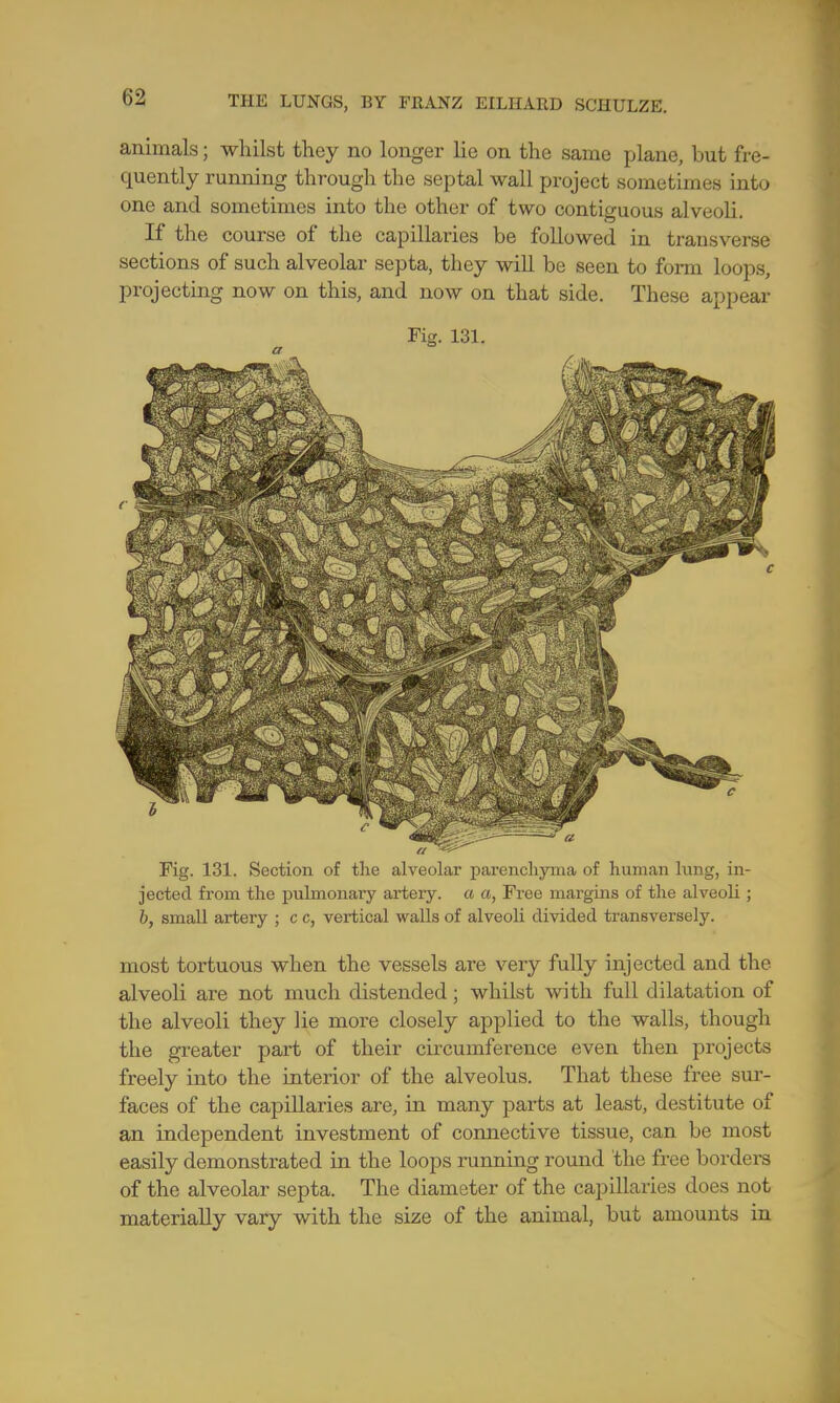 animals; whilst they no longer lie on the same plane, but fre- quently running through the septal wall project sometimes into one and sometimes into the other of two contiguous alveoli If the course of the capillaries be followed in transverse sections of such alveolar septa, they will be seen to form loops, projecting now on this, and now on that side. These appear Fig. 131. Section of the alveolar parenchyma of human lung, in- jected from the pulmonary artery, a a, Free margins of the alveoli; b, small artery ; c c, vertical walls of alveoli divided transversely. most tortuous when the vessels are very fully injected and the alveoli are not much distended; whilst with full dilatation of the alveoli they lie more closely applied to the walls, though the greater part of their circumference even then projects freely into the interior of the alveolus. That these free sur- faces of the capillaries are, in many parts at least, destitute of an independent investment of connective tissue, can be most easily demonstrated in the loops running round the free borders of the alveolar septa. The diameter of the capillaries does not materially vary with the size of the animal, but amounts in