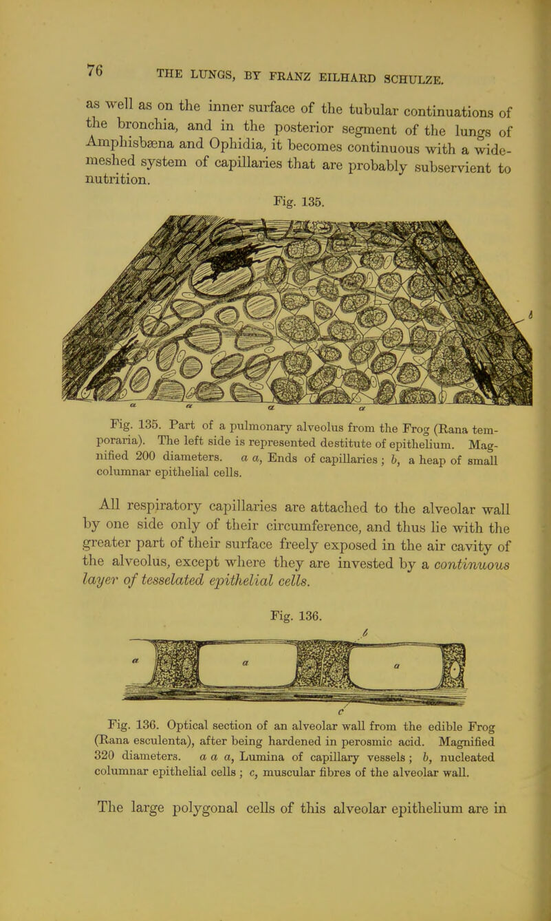 as well as on the inner surface of the tubular continuations of the bronchia, and in the posterior segment of the lungs of Amphisbaena and Ophidia, it becomes continuous with a wide- meshed system of capillaries that are probably subservient to nutrition. Fig. 135. Fig. 135. Part of a pulmonary alveolus from the Fro g (Rana tem- poraria). The left side is represented destitute of epithelium. Mag- nified 200 diameters. a a, Ends of capillaries ; b, a heap of small columnar epithelial cells. All respiratory capillaries are attached to the alveolar wall by one side only of their circumference, and thus lie with the greater part of their surface freely exposed in the air cavity of the alveolus, except where they are invested by a continuous layer of tesselated epithelial cells. Fig. 136. c Fig. 136. Optical section of an alveolar wall from the edible Frog (Rana esculenta), after being hardened in perosmic acid. Magnified 320 diameters. a a a, Lumina of capillary vessels ; b, nucleated columnar epithelial cells ; c, muscular fibres of the alveolar wall. The large polygonal cells of this alveolar epithelium are in