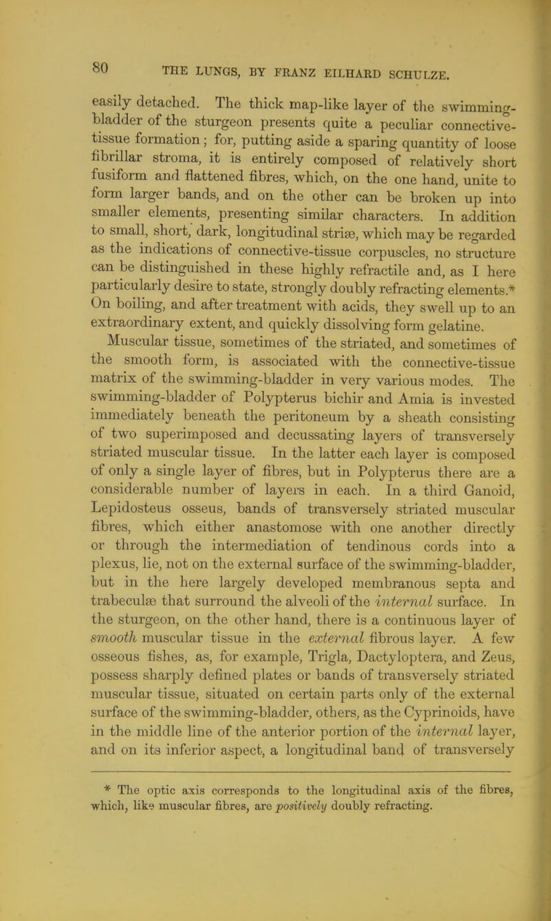 easily detached. The thick map-like layer of the swimming- bladder of the sturgeon presents quite a peculiar connective- tissue formation ; for, putting aside a sparing quantity of loose fibrillar stroma, it is entirely composed of relatively short fusiform and flattened fibres, which, on the one hand, unite to form larger bands, and on the other can be broken up into smaller elements, presenting similar characters. In addition to small, short,' dark, longitudinal striae, which may be regarded as the indications of connective-tissue corpuscles, no structure can be distinguished in these highly refractile and, as I here particularly desire to state, strongly doubly refracting elements* On boiling, and after treatment with acids, they swell up to an extraordinary extent, and quickly dissolving form gelatine. Muscular tissue, sometimes of the striated, and sometimes of the smooth form, is associated with the connective-tissue matrix of the swimming-bladder in very various modes. The swimming-bladder of Polypterus bichir and Amia is invested immediately beneath the peritoneum by a sheath consisting of two superimposed and decussating layers of transversely striated muscular tissue. In the latter each layer is composed of only a single layer of fibres, but in Polypterus there are a considerable number of layers in each. In a third Ganoid, Lepidosteus osseus, bands of transversely striated muscular fibi*es, which either anastomose with one another directly or through the intermediation of tendinous cords into a plexus, lie, not on the external surface of the swimming-bladder, but in the here largely developed membranous septa and trabeculae that surround the alveoli of the internal surface. In the sturgeon, on the other hand, there is a continuous layer of smooth muscular tissue in the external fibrous layer. A few osseous fishes, as, for example, Trigla, Dactyloptera, and Zeus, possess sharply defined plates or bands of transversely striated muscular tissue, situated on certain parts only of the external surface of the swimming-bladder, others, as the Cyprinoids, have in the middle line of the anterior portion of the internal la}rer, and on its inferior aspect, a longitudinal band of transversely * The optic axis corresponds to the longitudinal axis of the fibres, which, like muscular fibres, are positively doubly refracting.