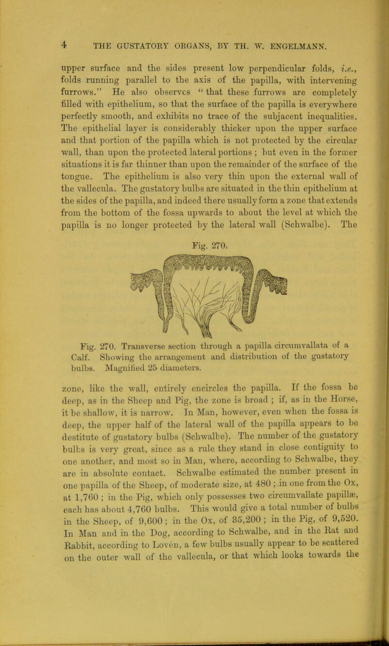 upper surface and the sides present low perpendicular folds, i.e., folds running parallel to the axis of the papilla, with intervening furrows. He also observes  that these furrows are completely filled with epithelium, so that the surface of the papilla is everywhere perfectly smooth, and exhibits no trace of the subjacent inequalities. The epithelial layer is considerably thicker upon the upper surface and that portion of the papilla which is not protected by the circular wall, than upon the protected lateral portions ; but even in the former situations it is far thinner than upon the remainder of the surface of the tongue. The epithelium is also very thin upon the external wall of the vallecula. The gustatory bulbs are situated in the thin epithelium at the sides of the papilla, and indeed there usually form a zone that extends from the bottom of the fossa upwards to about the level at which tbe papilla is no longer protected by the lateral wall (Schwalbe). The Fig. 270. Fig. 270. Transverse section through a papilla circumvallata of a Calf. Showing the arrangement and distribution of the gustatory bulbs. Magnified 25 diameters. zone, like the wall, entirely encircles the papilla. If the fossa be deep, as in the Sheep and Pig, the zone is broad ; if, as in the Horse, it be shallow, it is narrow. In Man, however, even when the fossa is deep, the upper half of the lateral wall of the papilla appears to be destitute of gustatory bulbs (Schwalbe). The number of the gustatory bulbs is very great, since as a rule they stand in close contiguity to one another, and most so in Man, where, according to Schwalbe, they are in absolute contact. Schwalbe estimated the number present in one papilla of the Sheep, of moderate size, at 480 ; in one from the Ox, at 1,760 ; in the Pig, which only possesses two circumvallate papilla, each has about 4,760 bulbs. This would give a total number of bulbs in the Sheep, of 9,600 ; in the Ox, of 35,200 ; in the Pig, of 9,520. In Man and in the Dog, according to Schwalbe, and in the Rat and Rabbit, according to Loven, a few bulbs usually appear to be scattered on the outer wall of the vallecula, or that which looks towards the