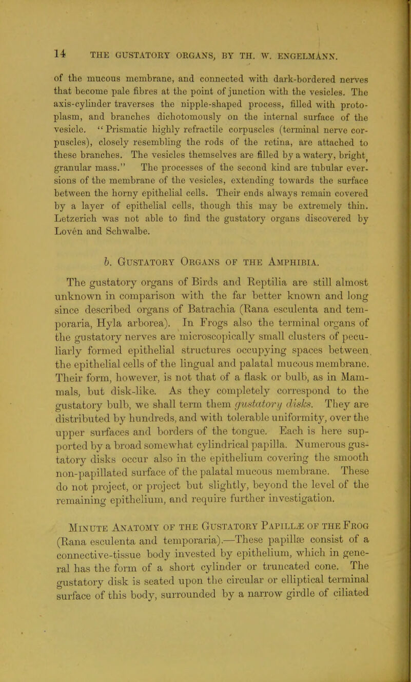 of the mucous membrane, and connected with dark-bordered nerves that become pale fibres at the point of junction with the vesicles. The axis-cylinder traverses the nipple-shaped process, filled with proto- plasm, and branches dichotomously on the internal surface of the vesicle. Prismatic highly refractile corpuscles (terminal nerve cor- puscles), closely resembling the rods of the retina, are attached to these branches. The vesicles themselves are filled by a watery, bright) granular mass. The processes of the second kind are tubular ever- sions of the membrane of the vesicles, extending towards the surface between the horny epithelial cells. Their ends always remain covered by a layer of epithelial cells, though this may be extremely thin. Letzerich was not able to find the gustatory organs discovered by Loven and Schwalbe. b. Gustatory Organs of the Amphibia. The gustatory organs of Birds and Reptilia are still almost unknown in comparison with the far better known and long since described organs of Batrachia (Rana esculenta and tem- poraria, Hyla arborea). In Frogs also the terminal organs of the gustatory nerves are microscopically small clusters of pecu- liarly formed epithelial structures occupying spaces between, the epithelial cells of the lingual and palatal mucous membrane. Their form, however, is not that of a flask or bulb, as in Mam- mals, but disk-like. As they completely correspond to the gustatory bulb, we shall term them guetatory dislcs. They are distributed by hundreds, and with tolerable uniformity, over the upper suifaces and borders of the tongue. Each is here sup- ported by a broad somewhat cylindrical papilla. Numerous gus- tatory disks occur also in the epithelium covering the smooth non-papillated surface of the palatal mucous membrane. These do not project, or project but slightly, beyond the level of the remaining epithelium, and require further investigation. Minute Anatomy of the Gustatory Papillje of the Frog (Rana esculenta and temporaria).—These papillfe consist of a connective-tissue body invested by epithelium, which in gene- ral has the form of a short cylinder or truncated cone. The gustatory disk is seated upon the circular or elliptical terminal surface of this body, surrounded by a narrow girdle of ciliated