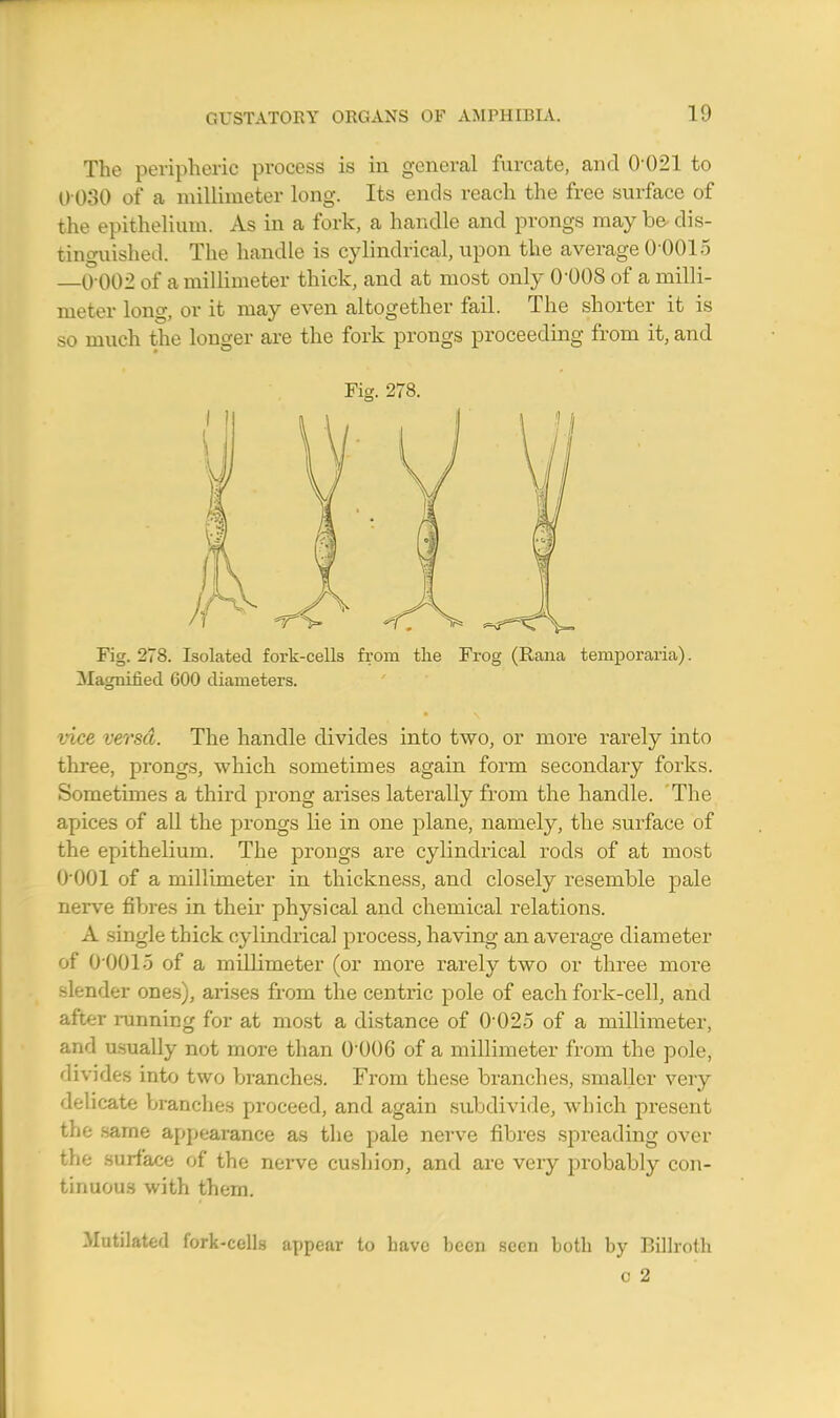 The peripheric process is in general furcate, and 0-021 to 0030 of a millimeter long. Its ends reach the free surface of the epithelium. As in a fork, a handle and prongs may be dis- tinguished. The handle is cylindrical, upon the average 0 0015 0 002 of a millimeter thick, and at most only 0-008 of a milli- meter lone, or it may even altogether fail. The shorter it is so much the longer are the fork prongs proceeding from it, and Fig. 278. Fig. 278. Isolated fork-cells from the Frog (Rana temporaria). Magnified 600 diameters. vice versa. The handle divides into two, or more rarely into three, prongs, which sometimes again form secondary forks. Sometimes a third prong arises laterally from the handle. The apices of all the prongs lie in one plane, namely, the surface of the epithelium. The prongs are cylindrical rods of at most 0001 of a millimeter in thickness, and closely resemble pale nerve fibres in their physical and chemical relations. A single thick cylindrical process, having an average diameter of 00015 of a millimeter (or more rarely two or three more slender ones), arises from the centric pole of each fork-cell, and after running for at most a distance of 0 025 of a millimeter, and usually not more than 0-006 of a millimeter from the pole, divides into two branches. From these branches, smaller very delicate branches proceed, and again subdivide, which present the -arne appearance as the pale nerve fibres spreading over the surface of the nerve cushion, and are very probably con- tinuous with them. Mutilated fork-cells appear to have been seen both by Billroth c 2