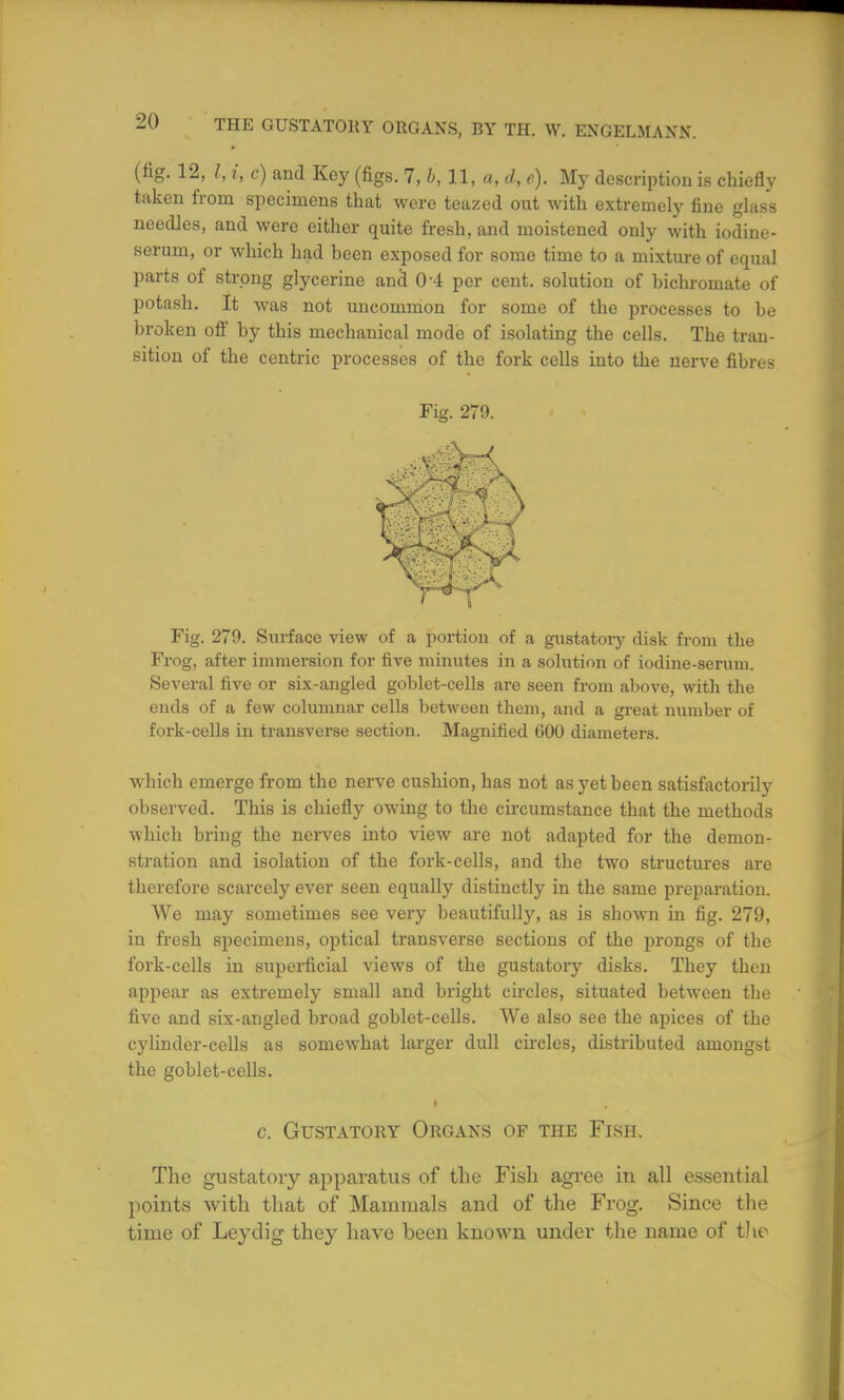 (fig. 12, I, i, c) and Key (figs. 7, b, 11, a, d, e). My description is chiefly taken from specimens that were teazed out with extremely fine glass needles, and were either quite fresh, and moistened only with iodine- serum, or which had been exposed for some time to a mixture of equal parts of strong glycerine and 0'4 per cent, solution of bichromate of potash. It was not uncommon for some of the processes to be broken off by this mechanical mode of isolating the cells. The tran- sition of the centric processes of the fork cells into the nerve fibres Fig. 279. Fig. 279. Surface view of a portion of a gustatory disk from the Frog, after immersion for five minutes in a solution of iodine-serum. Several five or six-angled goblet-cells are seen from above, with the ends of a few columnar cells between them, and a great number of fork-cells in transverse section. Magnified GOO diameters. which emerge from the nerve cushion, has not as yet been satisfactorily observed. This is chiefly owing to the circumstance that the methods which bring the nerves into view are not adapted for the demon- stration and isolation of the fork-cells, and the two structures are therefore scarcely ever seen equally distinctly in the same preparation. We may sometimes see very beautifully, as is shown in fig. 279, in fresh specimens, optical transverse sections of the prongs of the fork-cells in superficial views of the gustatory disks. They then appear as extremely small and bright circles, situated between the five and six-angled broad goblet-cells. We also see the apices of the cylinder-colls as somewhat larger dull circles, distributed amongst the goblet-cells. c. Gustatory Organs of the Fish. The gustatory apparatus of the Fish agree in all essential points with that of Mammals and of the Frog. Since the time of Ley dig they have been known undei- the name of the