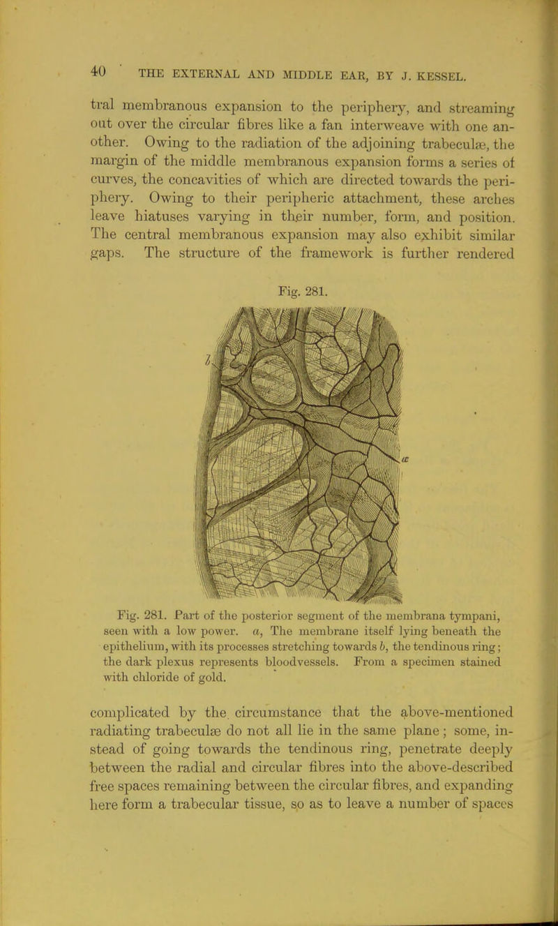 trail membranous expansion to the periphery, and streaming out over the circular fibres like a fan interweave with one an- other. Owing to the radiation of the adjoining trabecular, the margin of the middle membranous expansion forms a series of curves, the concavities of which are directed towards the peri- phery. Owing to their peripheric attachment, these arches leave hiatuses varying in their number, form, and position. The central membranous expansion may also exhibit similar gaps. The structure of the framework is further rendered Fig. 281. Fig. 281. Part of the posterior segment of the membrana tympani, seen with a low power, a, The membrane itself lying beneath the epithelium, with its processes stretching towards b, the tendinous ring; the dark plexus represents bloodvessels. From a specimen stained with chloride of gold. complicated by the. circumstance that the above-mentioned radiating trabeculse do not all lie in the same plane; some, in- stead of going towards the tendinous ring, penetrate deeply between the radial and circular fibres into the above-described free spaces remaining between the circular fibres, and expanding here form a trabecular tissue, so as to leave a number of spaces