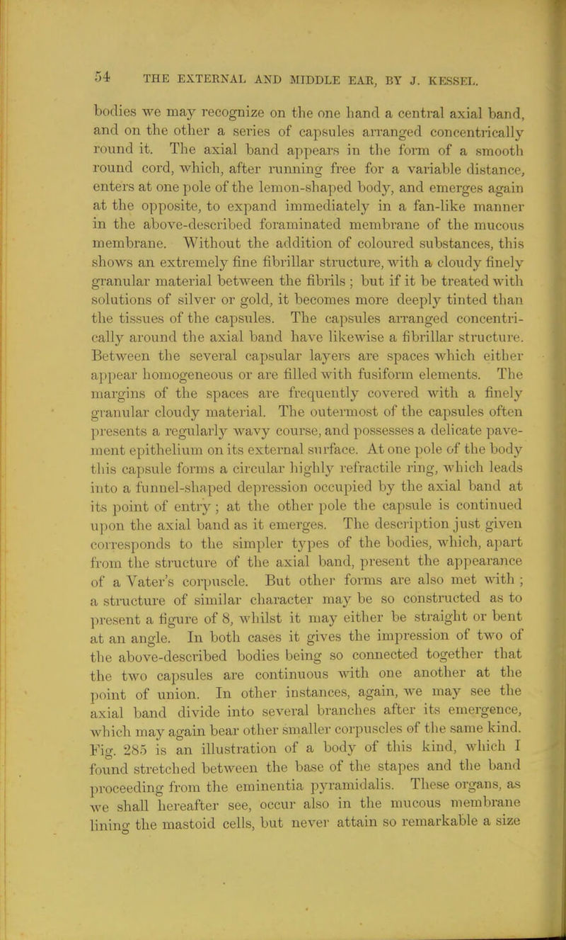 bodies we may recognize on the one hand a central axial band, and on the other a series of capsules arranged concentrically round it. The axial band appears in the form of a smooth round cord, which, after running free for a variable distance, enters at one pole of the lemon-shaped body, and emerges again at the opposite, to expand immediately in a fan-like manner in the above-described foraminated membrane of the mucous membrane. Without the addition of coloured substances, this shows an extremely fine fibrillar structure, with a cloudy finely granular material between the fibrils ; but if it be treated with solutions of silver or gold, it becomes more deeply tinted than the tissues of the capsules. The capsules arranged concentri- cally around the axial band have likewise a fibrillar structure. Between the several capsular layers are spaces which either appear homogeneous or ai'e filled with fusiform elements. The margins of the spaces are frequently covered with a finely granular cloudy material. The outermost of the capsules often presents a regularly wavy course, and possesses a delicate pave- ment epithelium on its external surface. At one pole of the body this capsule forms a circular highly refractile ring, which leads into a funnel-shaped depression occupied by the axial band at its point of entry ; at the other pole the capsule is continued upon the axial band as it emerges. The description just given corresponds to the simpler types of the bodies, which, apart from the structure of the axial band, present the appearance of a Vater's corpuscle. But other forms are also met with ; a structure of similar character may be so constructed as to present a figure of 8, whilst it may either be straight or bent at an angle. In both cases it gives the impression of two of the above-described bodies being so connected together that the two capsules are continuous with one another at the point of union. In other instances, again, we may see the axial band divide into several branches after its emergence, which may again bear other smaller corpuscles of the same kind. Fig. 285 is an illustration of a body of this kind, which I found stretched between the base of the stapes and the band proceeding from the eminentia pyramidalis. These organs, as we shall hereafter see, occur also in the mucous membrane lining the mastoid cells, but never attain so remarkable a size