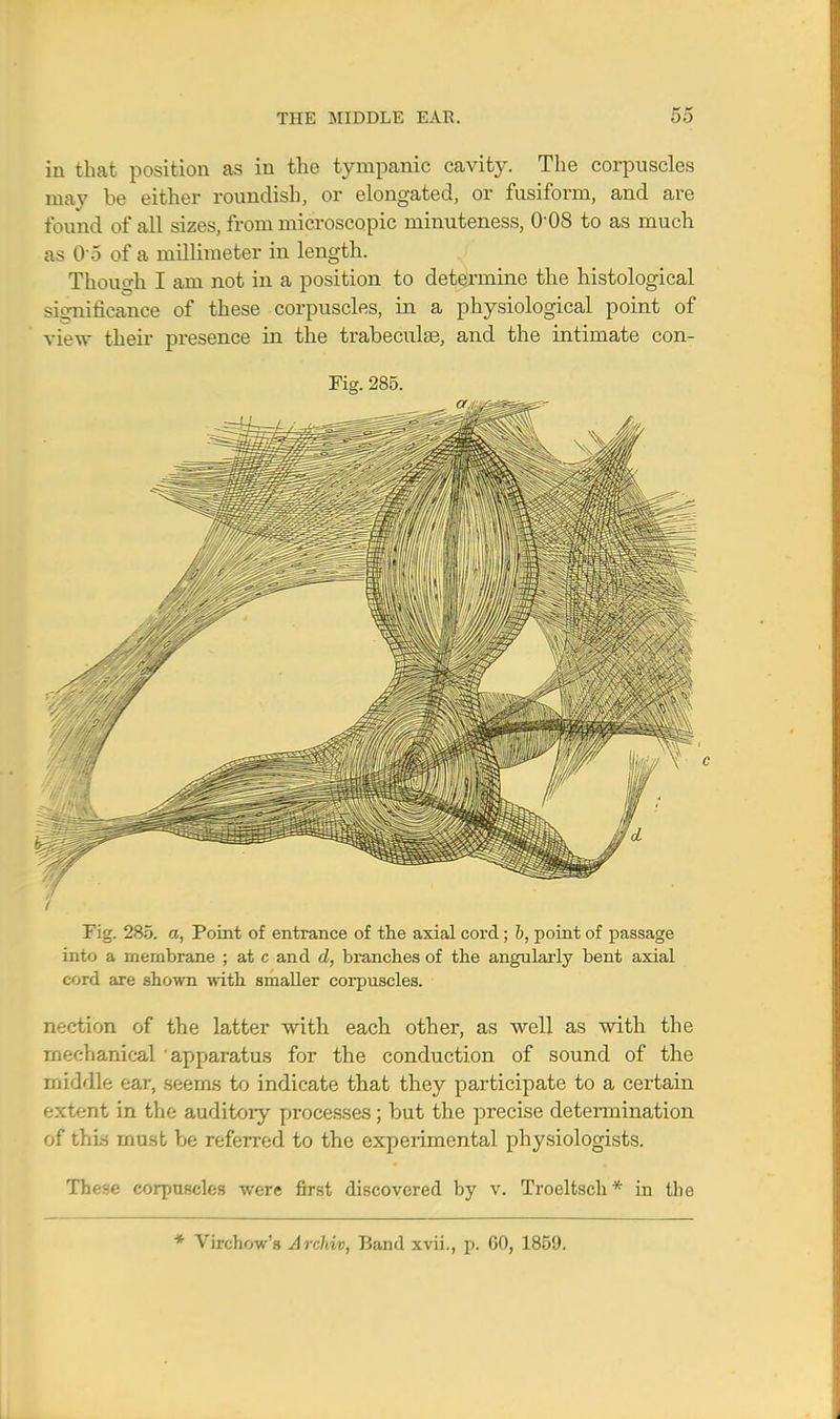 in that position as in the tympanic cavity. The corpuscles may be either roundish, or elongated, or fusiform, and are found of all sizes, from microscopic minuteness, 0 08 to as much as 0 5 of a millimeter in length. Though I am not in a position to determine the histological siijnificance of these corpuscles, in a physiological point of view their presence in the trabeculse, and the intimate con- Fig. 285. Fig. 285. a, Point of entrance of the axial cord; b, point of passage into a membrane ; at c and d, branches of the angularly bent axial cord are shown with smaller corpuscles. nection of the latter with each other, as well as with the mechanical apparatus for the conduction of sound of the middle ear, seems to indicate that they participate to a certain extent in the auditory processes; but the precise detennination of thi.s must be referred to the experimental physiologists. These corpuscles were first discovered by v. Troeltsch* in the * Virchow'B Archiv, Band xvii., p. GO, 1851).