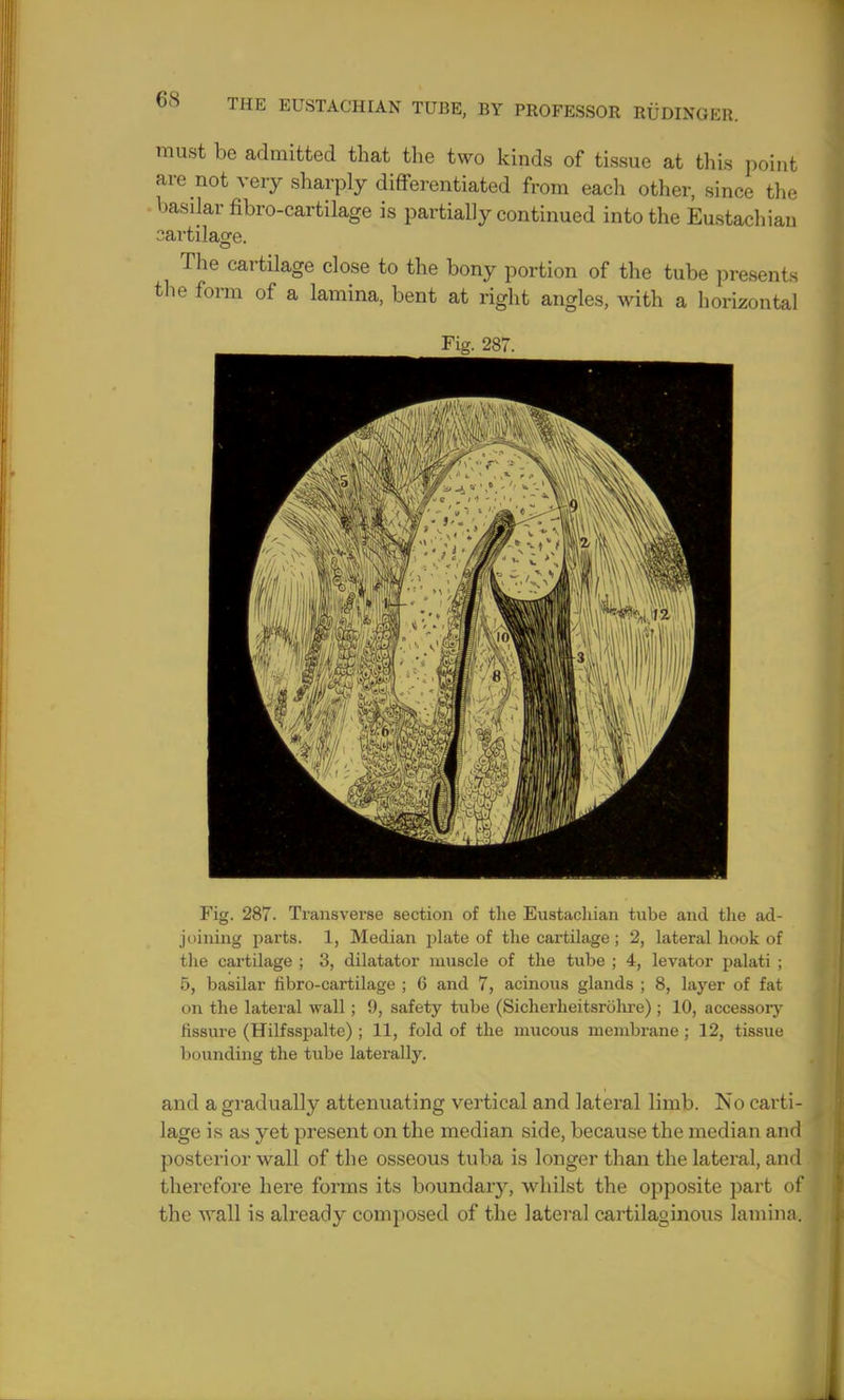 must be admitted that the two kinds of tissue at this point are not very sharply differentiated from each other, since the basilar fibro-cartilage is partially continued into the Eustachian cartilage. The cartilage close to the bony portion of the tube presents the form of a lamina, bent at right angles, with a horizontal Fig. 287. Transverse section of the Eustachian tube and the ad- joining parts. 1, Median plate of the cartilage ; 2, lateral hook of the cartilage ; 3, dilatator muscle of the tube ; 4, levator palati ; 5, basilar fibro-cartilage ; 6 and 7, acinous glands ; 8, layer of fat on the lateral wall ; 9, safety tube (Sicherheitsrolu-e) ; 10, accessory fissure (Hilfsspalte); 11, fold of the mucous membrane ; 12, tissue bounding the tube laterally. and a gradually attenuating vertical and lateral limb. No carti- lage is as yet present on the median side, because the median and posterior wall of the osseous tuba is longer than the lateral, and therefore here forms its boundary, whilst the opposite part of the wall is already composed of the lateral cartilaginous lamina.