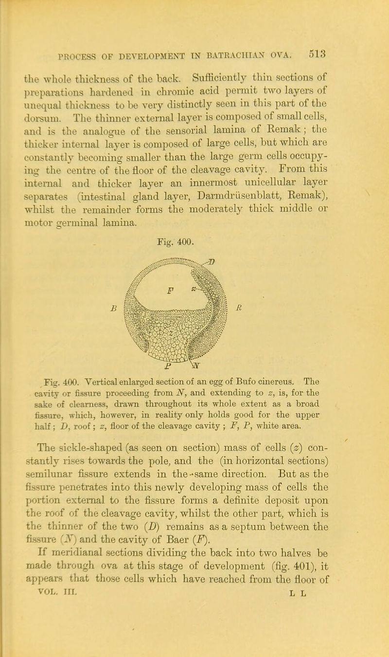 the whole thickness of the back. Sufficiently thin sections of preparations hardened in chromic acid permit two layers of unequal thickness to be very distinctly seen in this part of the dorsum. The thinner external layer is composed of small cells, and is the analogue of the sensorial lamina of Remak; the thicker internal layer is composed of large cells, but which are constantly becoming smaller than the large germ cells occupy- ing the centre of the floor of the cleavage cavity. From this internal and thicker layer an innermost unicellular layer separates (intestinal gland layer, Darmdrilsenblatt, Remak), whilst the remainder forms the moderately thick middle or motor crerminal lamina. Fig. 400. Fig. 400. Vertical enlarged section of an egg of Bufo cinereus. The cavity or fissure proceeding from N, and extending to z, is, for the sake of clearness, drawn throughout its whole extent as a broad fissure, which, however, in reality only holds good for the upper half ; D, roof; z, floor of the cleavage cavity ; F, P, white area. The sickle-shaped (as seen on section) mass of cells (z) con- stantly rises towards the pole, and the (in horizontal sections) semilunar fissure extends in the same direction. But as the fissure penetrates into this newly developing mass of cells the portion external to the fissure forms a definite deposit upon the roof of the cleavage cavity, whilst the other part, which is the thinner of the two (D) remains as a septum between the fissure (19) and the cavity of Baer (F). If meridianal sections dividing the back into two halves be made through ova at this stage of development (fig. 401), it appears that those cells which have reached from the floor of vol. UL L L