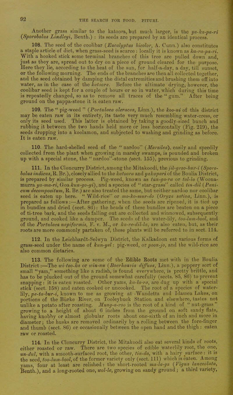 Another grass similar to the katoora, but much larger, is the ya-lca-pa-ri (Sporobolus Lindleyi, Benth.) : its seeds are prepared by an identical process. 108. The seed of the coolibar (Eucalyptus bicolor, A. Ounn.) also constitutes a staple article of diet, when grass-seed is scarce : locally it is known as ka-rci-pa-ri. With a hooked stick some terminal branches of this tree are pulled down and, just as they are, spread out to dry on a piece of ground cleared for the purpose. Here they lie, according to the heat of the sun, for half-a-day, a day, till sunset, or the following morning. The ends of the branches are then all collected together, and the seed obtained by damping the distal extremities and brushing them off into water, as in the case of the katoora. Before the ultimate drying, however, the coolibar seed is kept for a couple of hours or so in water, which during this time is repeatedly changed, so as to remove all traces of the “ gum.” After being ground on the pappa-stone it is eaten raw. 109. The “ pig-weed ” (Portulaca oleracea, Linn.), the koo-ni of this district may be eaten raw in its entirety, its taste ver}r much resembling water-cress, or only its seed used. This latter is obtained by taking a goodly-sized bunch and rubbing it between the two hands held more or less horizontally (Fig. 219), the seeds dropping into a koolamon, and subjected to washing and grinding as before. It is eaten raw. 110. The hard-shelled seed of the “ nardoo” (Marsiled), easily and speedily collected from the plant when growing in marshy swamps, is pounded and broken up with a special stone, the “ nardoo”-stone (sect. 155), previous to grinding. 111. In the Cloncurry District, among the Mitakoodi, the jil-yroo-bur-i (Sporo- bolus indicns,]l. Br.), closely allied to the katoora and yakapari of the Boulia District, is prepared by similar process. Pig-weed, known as tun-ya-ra or tal-lo (Woona- murra ya-ma-ri, Goa kun-yo-yi), and a species of “ star-grass” called Un-dil (Pani- cum decompositum, It. Br.) are also treated the same, but neither nardoo nor coolibar seed is eaten up here. “ Wild-rice” or mo-ko-mur-do (Oryza safiva, Linn.), is prepared as follows :—After gathering, when the seeds are ripened, it is tied up in bundles and dried (sect. 86): the heads of these bundles are beaten on a piece of ti-tree bark, and the seeds falling out are collected and winnowed, subsequently ground, and cooked like a damper. The seeds of the water-lily, too-lum-bool, and of the Portulaca napiformis, F. v. M., or Ica-re-dil-la, are also eaten, but, as their roots are more commonly partaken of, these plants will be referred to in sect. 114. 112. In the Leichhardt-Selwyn District, the Kalkadoon eat various forms of grass-seed under the name of kun-yel: pig-weed, or poon-jo, and the wild-rice are also common dietaries. 113. The following are some of the Edible Roots met with in the Boulia District:—The wi-too-ka or win-nu (BoerTiaavia diffusa, Linn.), a peppery sort of small “yam,” something like a radish, is found everywhere, is pretty brittle, and has to be plucked out of the ground somewhat carefully (sects. 85, 86) to prevent snapping : it is eaten roasted. Other yams, ka-la-ra, are dug up with a special stick (sect. 158) and eaten cooked or uncooked. The root of a species of water- lily, pe-ta-bur-i, known to me as growing at -Wandetta and Idamea Lakes, on portions of the Burke River, on Tooleybuck Station and elsewhere, tastes not unlike a potato after roasting. Muny-a-roo is the root of a kind of “ nut-grass ” growing to a height of about 6 inches from the ground on soft sandy flats, having knobby or almost globular roots about one-sixth of an inch and more in diameter; the husks are removed ordinarily by a rolling between the fore-finger and thumb (sect. 86) or occasionally between the open hand and the thigh : eaten raw or roasted. 114. In the Cloncurry District, the Mitakoodi also eat several kinds of roots, either roasted or raw. There are two species of edible waterlily root, the one, un-dul, with a smooth-surfaced root, the other, tin-da, with a hairy .surface : it is the seed, too-lum-bool, of the former variety only (sect. Ill) which is eaten. Among yams, four at least are relished: the short-rooted ma-la-ya (Yiyna lanceolata, Benth.), and a long-rooted one, icol-le, growing on sandy ground ; a third variety,