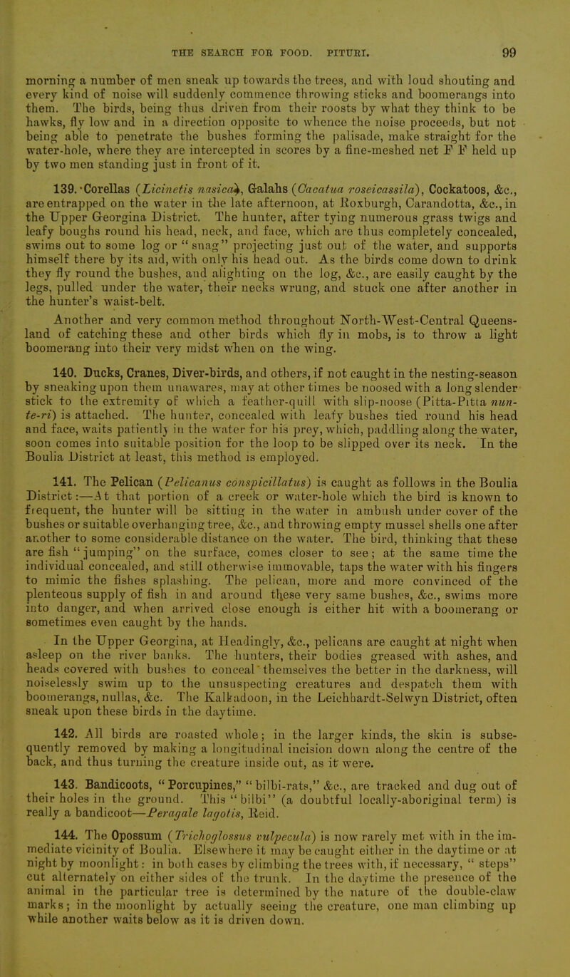 morning a number of men sneak up towards the trees, and with loud shouting and every kind of noise will suddenly commence throwing sticks and boomerangs into them. The birds, being thus driven from their roosts by what they think to be hawks, fly low and in a direction opposite to whence the noise proceeds, but not being able to penetrate the bushes forming the palisade, make straight for the water-hole, where they are intercepted in scores by a fine-meshed net E E held up by two men standing just in front of it. 139. ’Corellas (Licinetis nasicaGalahs (Cacatua roseicassila), Cockatoos, &c., are entrapped on the water in the late afternoon, at Roxburgh, Carandotta, &c.,in the Upper Georgina, District. The hunter, after tying numerous grass twigs and leafy boughs round his head, neck, and face, which are thus completely concealed, swims out to some log or “ snag” projecting just out of the water, and supports himself there by its aid, with only his head out. As the birds come down to drink they fly round the bushes, and alighting on the log, &e., are easily caught by the legs, pulled under the water, their necks wrung, and stuck one after another in the hunter’s waist-belt. Another and very common method throughout North-West-Central Queens- land of catching these and other birds which fly in mobs, is to throw a light boomerang into their very midst when on the wing. 140. Ducks, Cranes, Diver-birds, and others, if not caught in the nesting-season by sneaking upon them unawares, may at other times be noosed with a long slender stick to the extremity oi which a feather-quill with slip-noose (Pitta-Pitta nun- te-ri) is attached. The hunter, concealed with leafy bushes tied round his head and face, waits patiently in the water for his prey, which, paddling along the water, soon comes into suitable position for the loop to be slipped over its neck. In the Boulia District at least, this method is employed. 141. The Pelican (Pelicanus conspicillatus) is caught as follows in the Boulia District:—At that portion of a creek or water-hole which the bird is known to frequent, the hunter will be sitting in the water in ambush under cover of the bushes or suitable overhanging tree, &c., and throwing empty mussel shells one after another to some considerable distance on the water. The bird, thinking that these are fish “ jumping” on the surface, comes closer to see; at the same time the individual concealed, and still otherwise immovable, taps the water with his fingers to mimic the fishes splashing. The pelican, more and more convinced of the plenteous supply of fish in and around these very same bushes, &c., swims more into danger, and when arrived close enough is either hit with a boomerang or sometimes even caught by the hands. In the Upper Georgina, at Pleadingly, &c., pelicans are caught at night when asleep on the river banks. The hunters, their bodies greased with ashes, and heads covered with bushes to conceal themselves the better in the darkness, will noiselessly swim up to the unsuspecting creatures and despatch them with boomerangs, nullas, &c. The Kalbadoon, in the Leiehbardt-Selwyn District, often sneak upon these birds in the daytime. 142. All birds are roasted whole; in the larger kinds, the skin is subse- quently removed by making a longitudinal incision down along the centre of the back, and thus turning the creature inside out, as it were. 143. Bandicoots, “Porcupines,” “ bilbi-rats,” <fcc., are tracked and dug out of their holes in the ground. This“bilbi” (a doubtful locally-aboriginal term) is really a bandicoot—Feragale lagotis, Reid. 144. The Opossum ( Trichoglossus vulpecula) is now rarely met with in the im- mediate vicinity of Boulia. Elsewhere it may be caught either in the daytime or at night by moonlight: in both cases by climbing the trees with, if necessary, “ steps” cut alternately on either sides of the trunk. In the daytime the presence of the animal in the particular tree is determined by the nature of the double-claw marks; in the moonlight by actually seeing the creature, one man climbing up while another waits below as it is driven down.