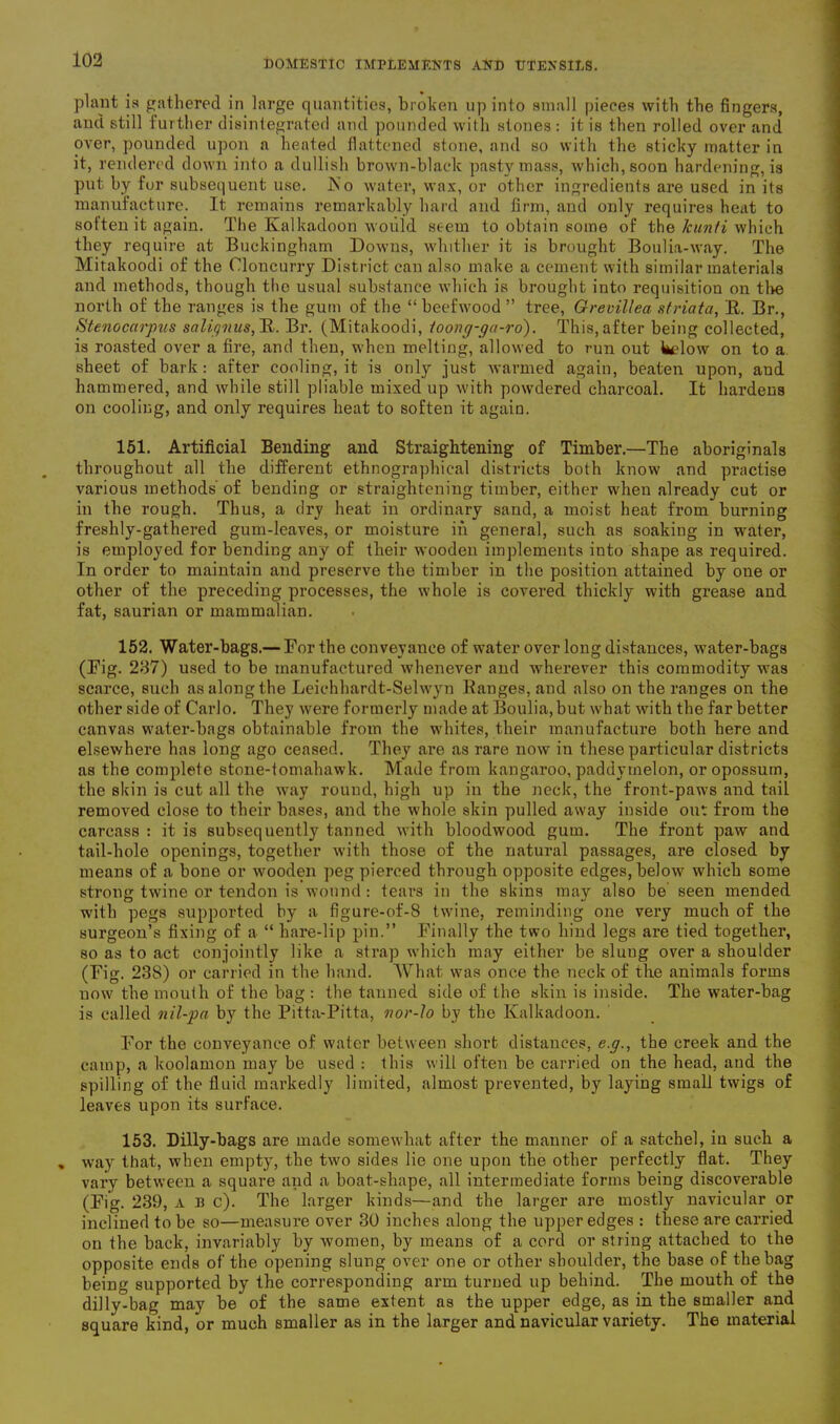 plant is gathered in large quantities, broken up into small pieces with the fingers, and still further disintegrated and pounded with stones : it is then rolled over and over, pounded upon a heated flattened stone, and so with the sticky matter in it, rendered down into a dullish brown-black pasty mass, which, soon hardening, is put by for subsequent use. iSo water, wax, or other ingredients are used in its manufacture. It remains remarkably hard and firm, and only requires heat to sotten it again. The Kalkadoon would seem to obtain some of the kunti which they require at Buckingham Downs, whither it is brought Boulia-way. The Mitakoodi of the Oloncurry District can also make a cement with similar materials and methods, though the usual substance which is brought into requisition on tire north of the ranges is the gum of the “ beefwood ” tree, Grevillea striata, B,. Br., Stenocarpus saliqnus, It. Br. (Mitakoodi, toong-ga-ro). This, after being collected, is roasted over a fire, and then, when melting, allowed to run out kcdow on to a sheet of bark : after cooling, it is only just warmed again, beaten upon, and hammered, and while still pliable mixed up with powdered charcoal. It hardens on cooling, and only requires heat to soften it again. 151. Artificial Bending and Straightening of Timber.—The aboriginals throughout all the different ethnographical districts both know and practise various methods’ of bending or straightening timber, either when already cut or in the rough. Thus, a dry heat in ordinary sand, a moist heat from burning freshly-gathered gum-leaves, or moisture in general, such as soaking in water, is employed for bending any of their wooden implements into shape as required. In order to maintain and preserve the timber in the position attained by one or other of the preceding processes, the whole is covered thickly with grease and fat, saurian or mammalian. 152. Water-bags.— For the conveyance of water over long distances, water-bags (Fig. 237) used to be manufactured whenever and wherever this commodity was scarce, such as along the Leichhardt-Selwyn llanges, and also on the ranges on the other side of Carlo. They were formerly made at Boulia,but what with the far better canvas water-bags obtainable from the whites, their manufacture both here and elsewhere has long ago ceased. They are as rare now in these particular districts as the complete stone-tomahawk. Made from kangaroo, paddyrnelon, or opossum, the skin is cut all the way rouud, high up in the neck, the front-paws and tail removed close to their bases, and the whole skin pulled away inside out from the carcass : it is subsequently tanned with bloodwood gum. The front paw and tail-hole openings, together with those of the natural passages, are closed by means of a bone or wooden peg pierced through opposite edges, below which some strong twine or tendon is wound: tears in the skins may also be seen mended with pegs supported by a figure-of-8 twine, reminding one very much of the surgeon’s fixing of a “ hare-lip pin.” Finally the two hind legs are tied together, so as to act conjointly like a strap which may either be sluug over a shoulder (Fig. 23S) or carried in the hand. What was once the neck of the animals forms now the mouth of the bag : the tanned side of' the skin is inside. The water-bag is called nil-pa by the Pitta-Pitta, nor-lo by the Kalkadoon. For the conveyance of water between short distances, e.g., the creek and the camp, a koolamon may be used : this will often be carried on the head, and the spilling of the fluid markedly limited, almost prevented, by laying small twigs of leaves upon its surface. 153. Dilly-bags are made somewhat after the manner of a satchel, in such a , way that, when empty, the two sides lie one upon the other perfectly flat. They vary between a square and a boat-shape, all intermediate forms being discoverable (Fig. 239, A B c). The larger kinds—and the larger are mostly navicular or inclined to be so—measure over 30 inches along the upper edges : these are carried on the back, invariably by women, by means of a cord or string attached to the opposite ends of the opening slung over one or other shoulder, the base of the bag being supported by the corresponding arm turned up behind. The mouth of the dilly-bag may be of the same extent as the upper edge, as in the smaller and square kind, or much smaller as in the larger and navicular variety. The material